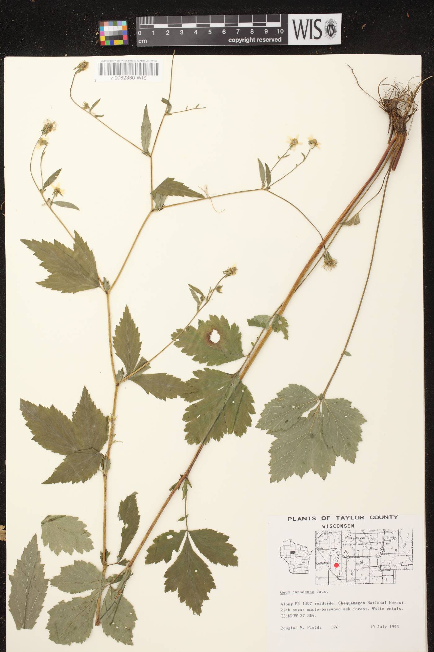Geum canadense image