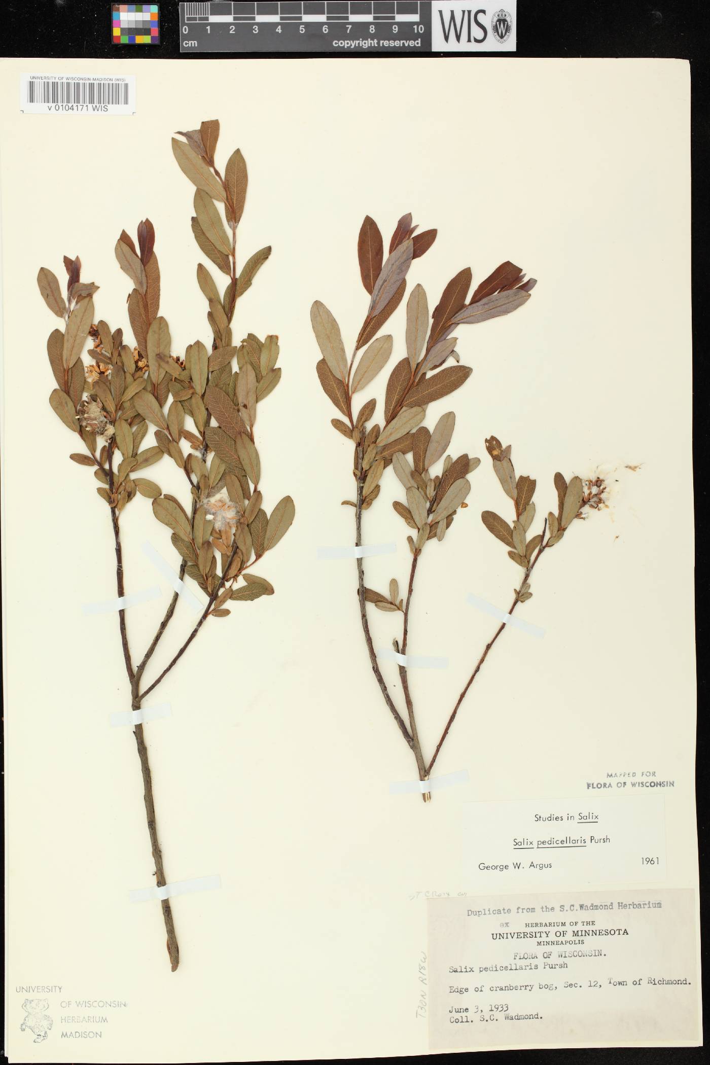Salix pedicellaris image