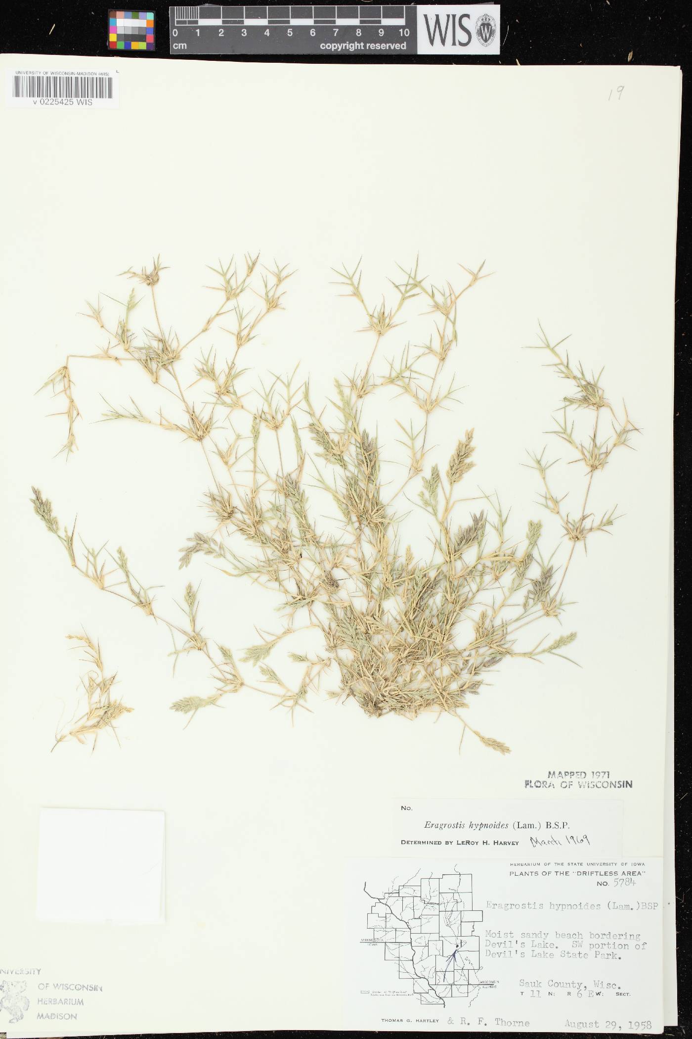 Eragrostis hypnoides image