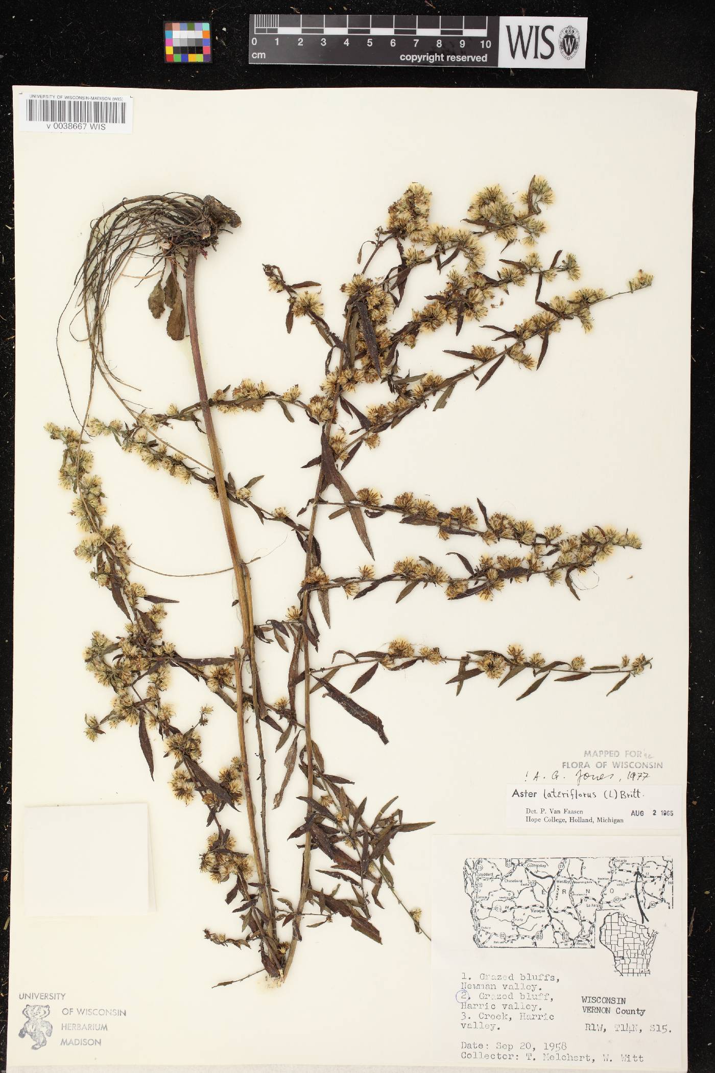 Symphyotrichum lateriflorum image
