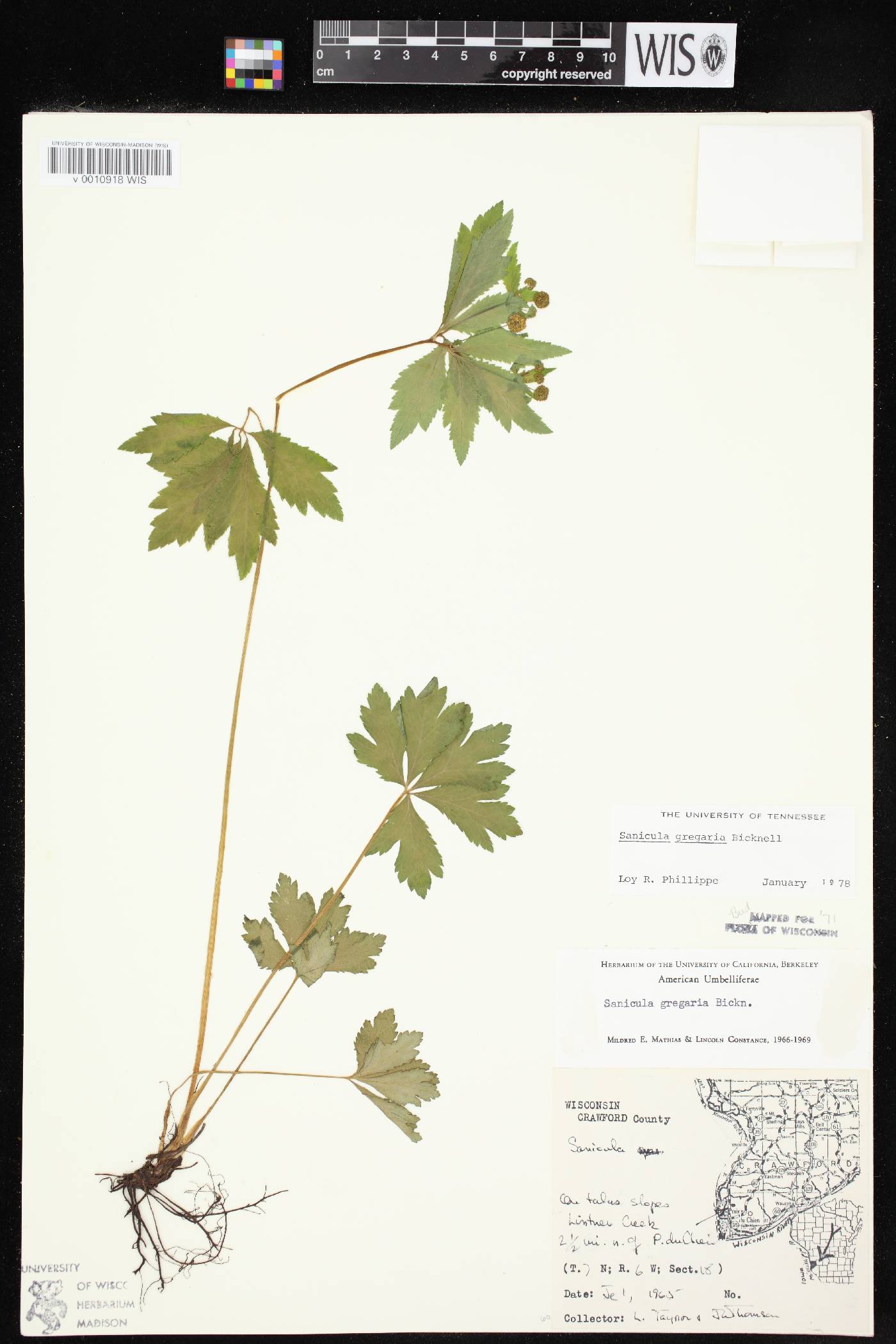 Sanicula odorata image