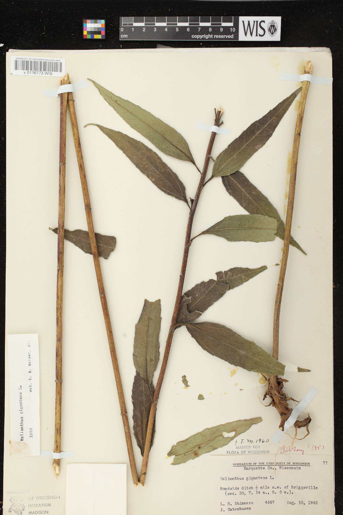 Helianthus giganteus image