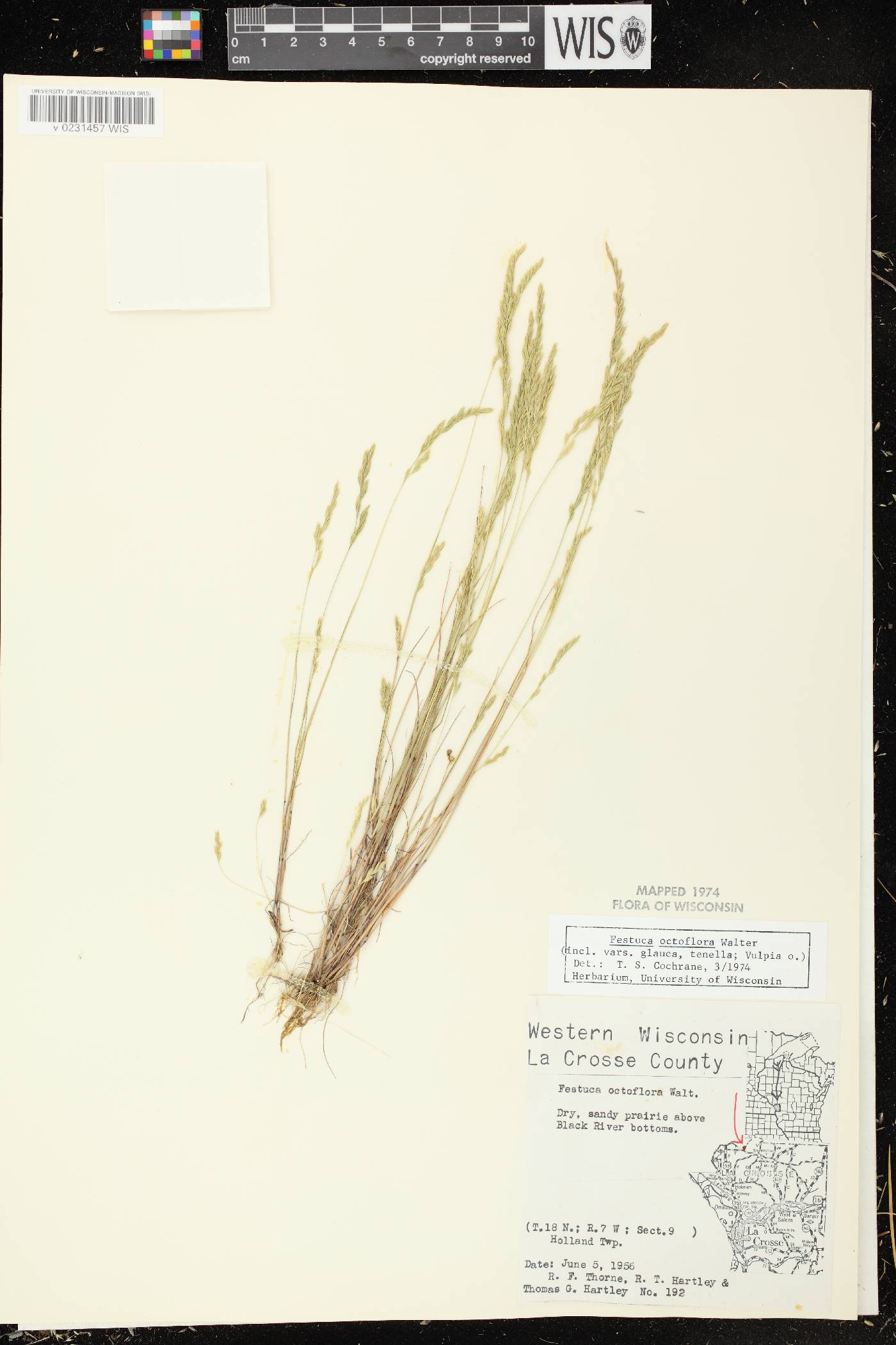 Festuca octoflora image