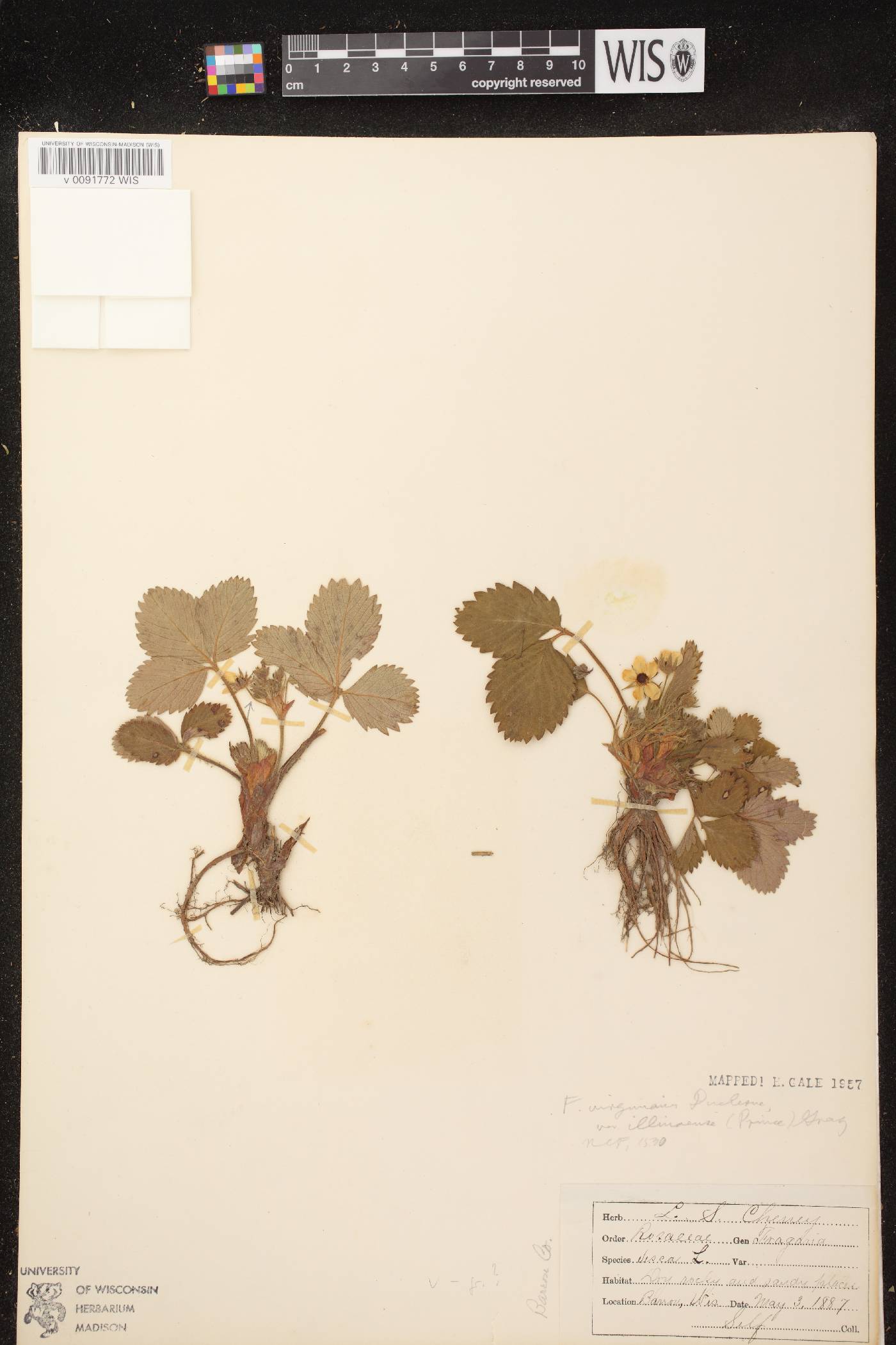 Fragaria virginiana image