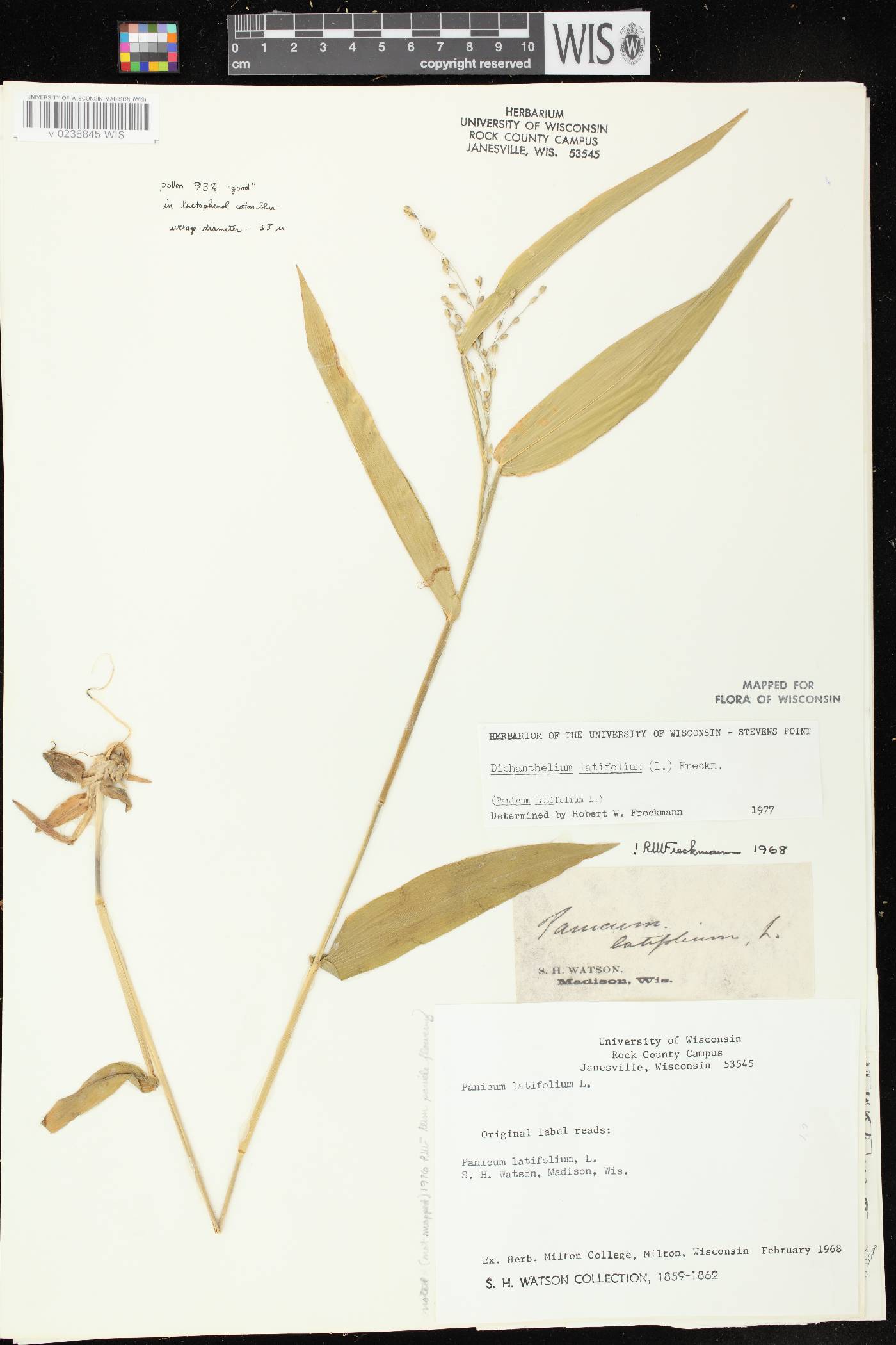 Dichanthelium latifolium image