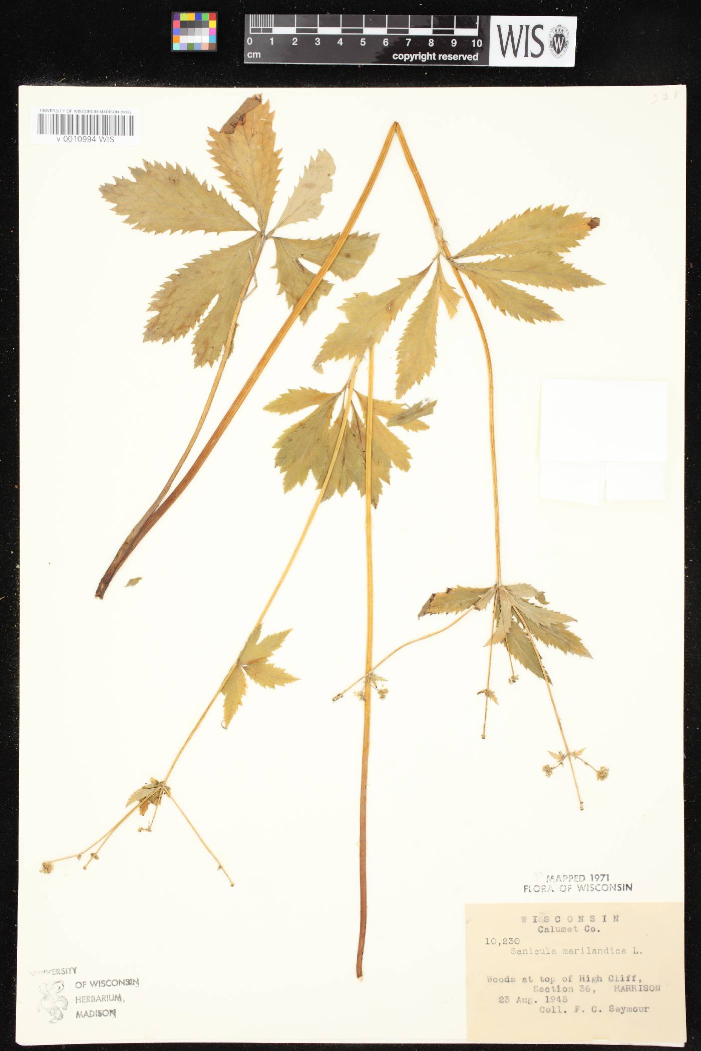 Sanicula marilandica image