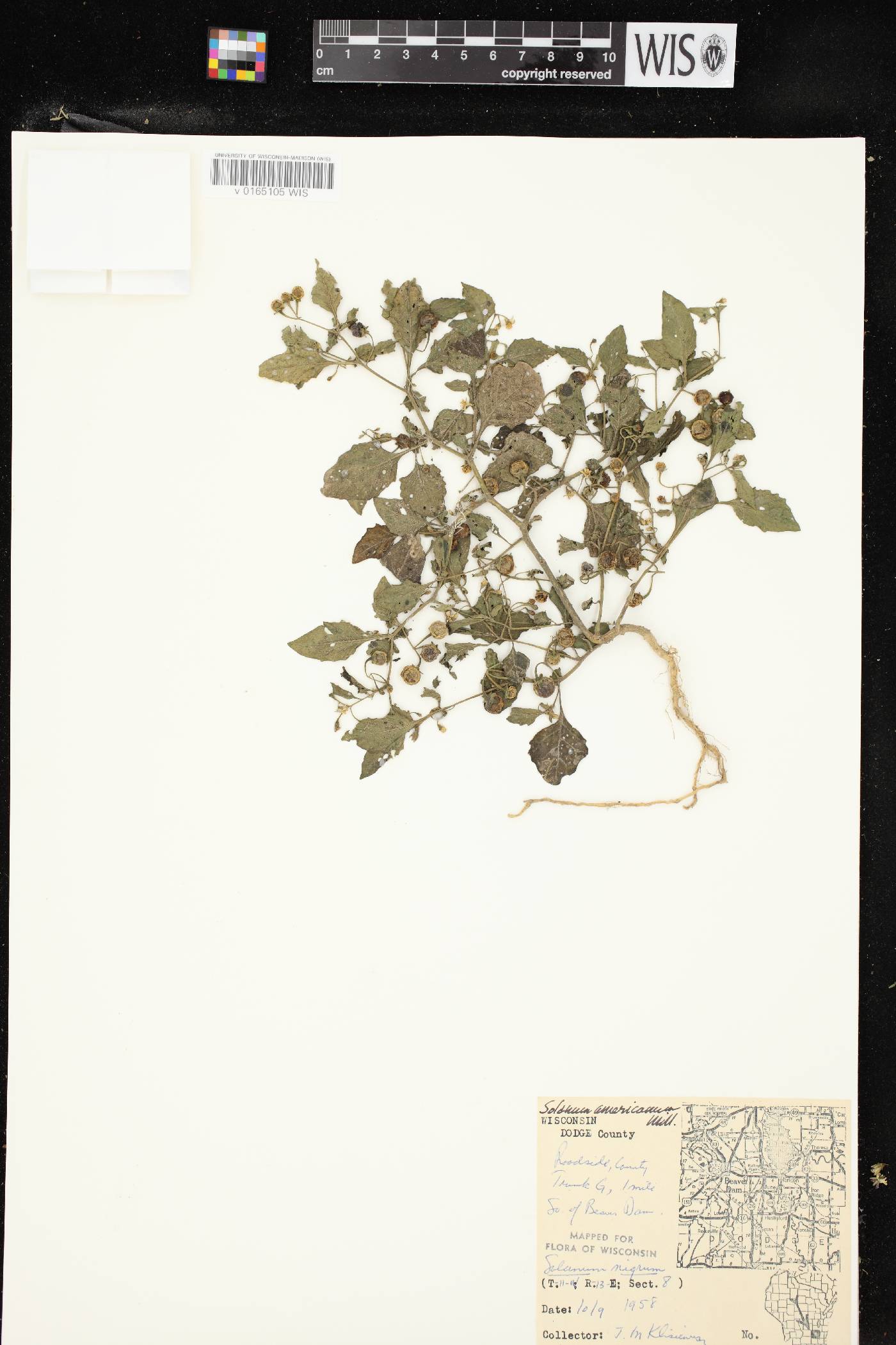 Solanum ptychanthum image