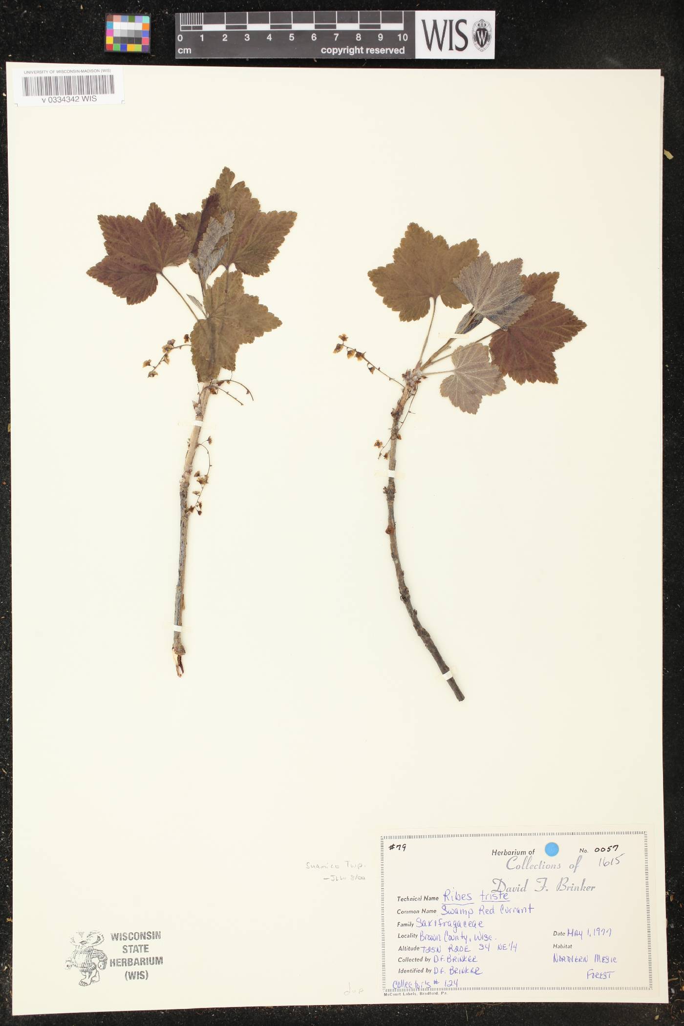 Ribes triste image