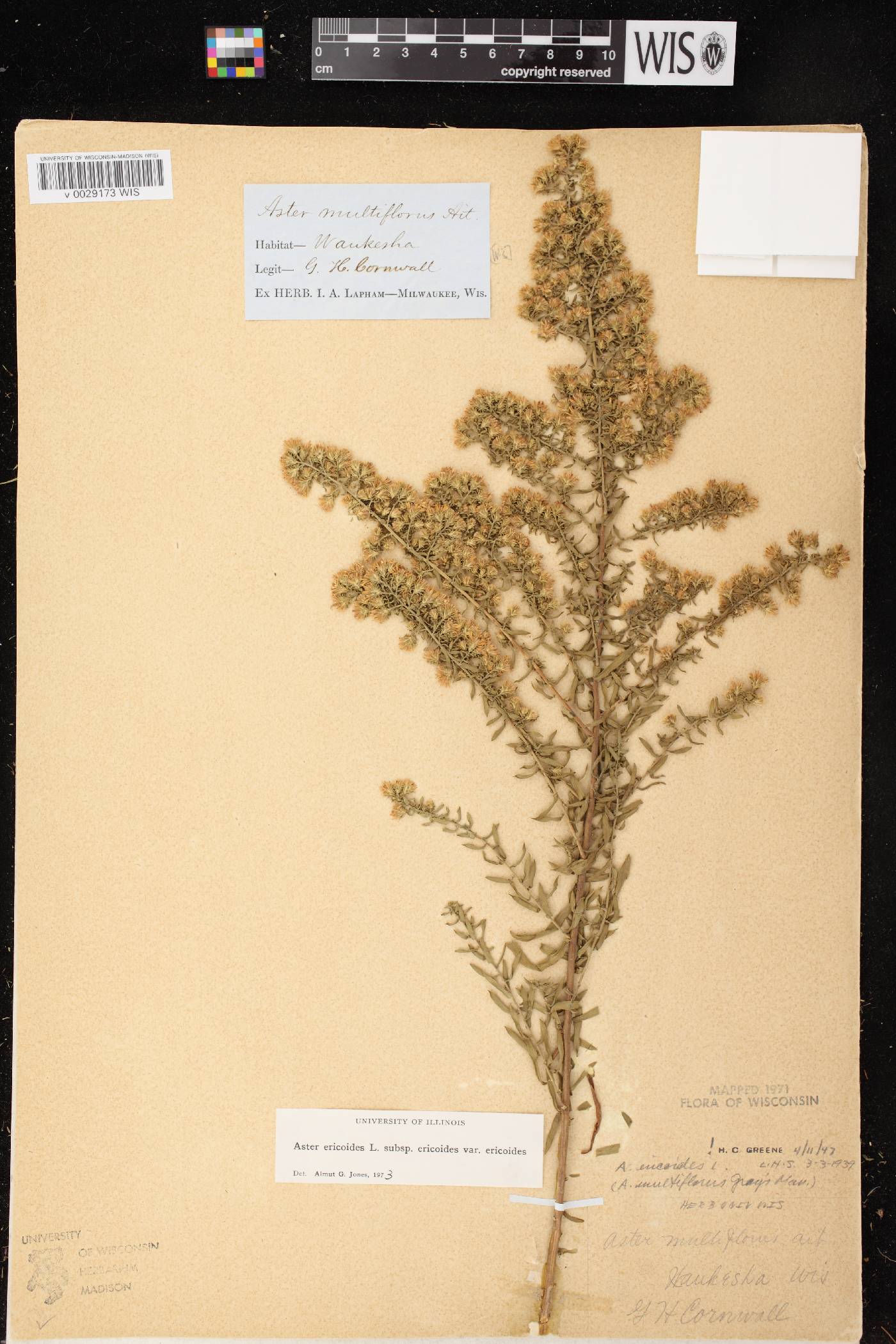 Symphyotrichum ericoides var. ericoides image