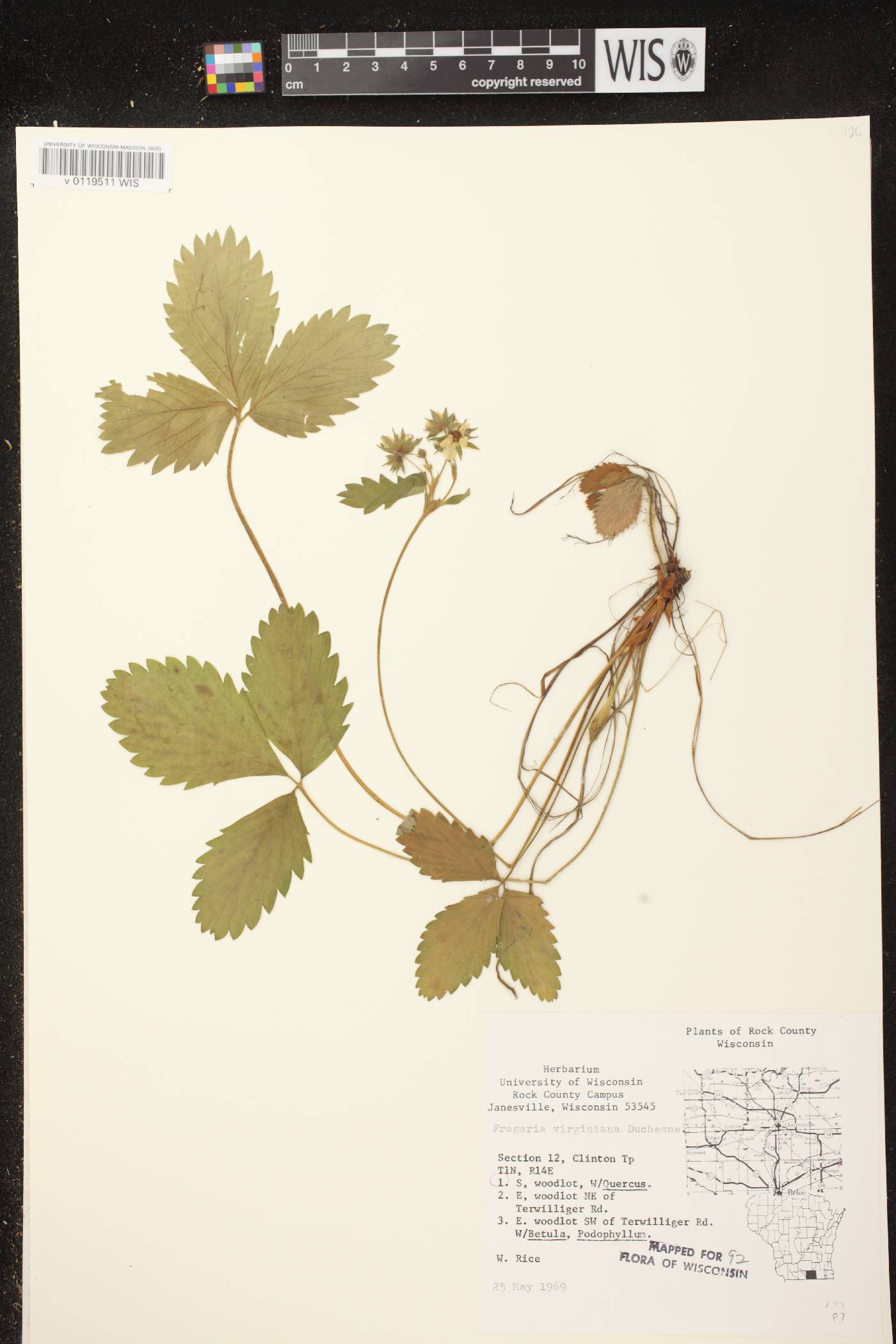 Fragaria virginiana image