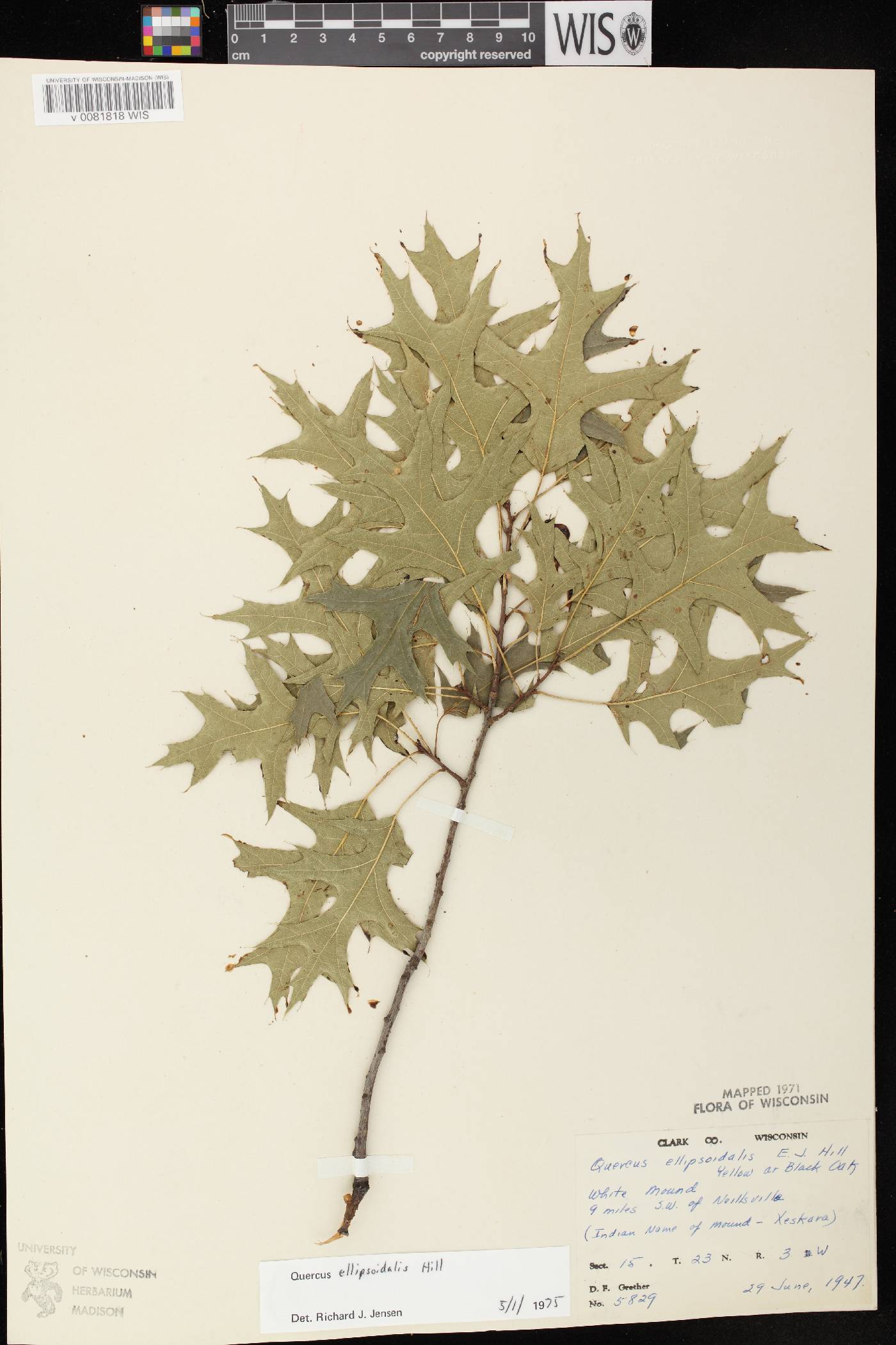Quercus ellipsoidalis image