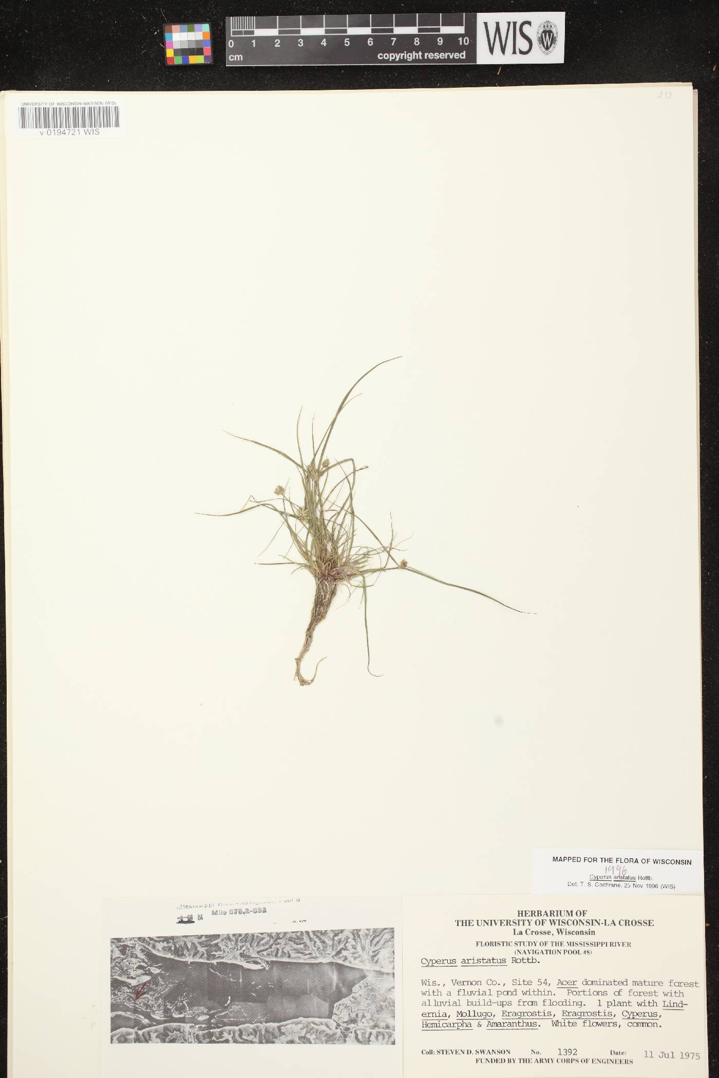 Cyperus squarrosus image