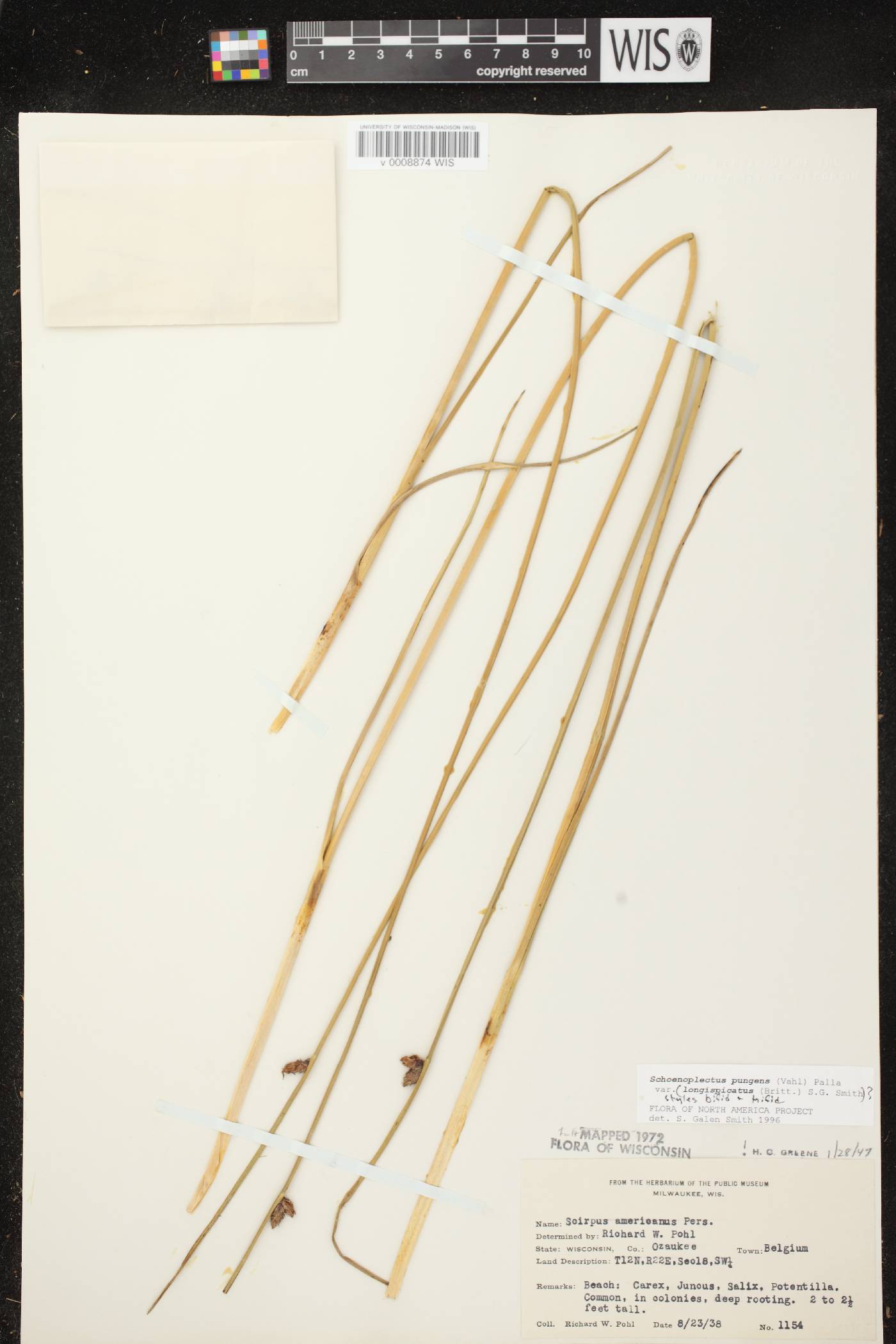 Schoenoplectus pungens image
