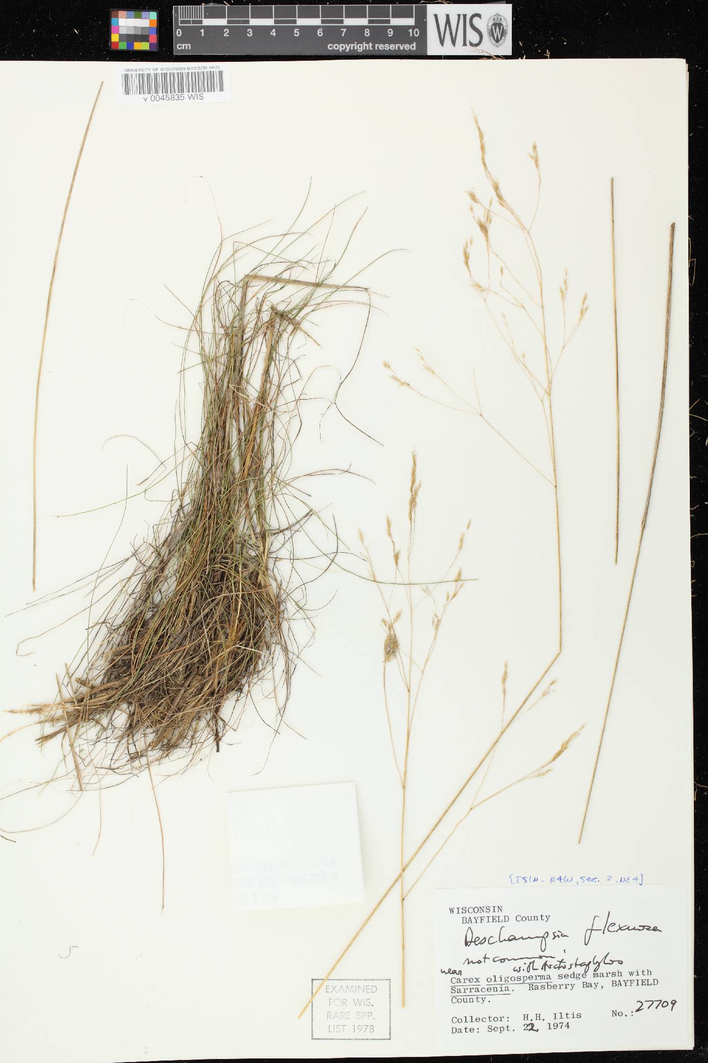Avenella flexuosa image