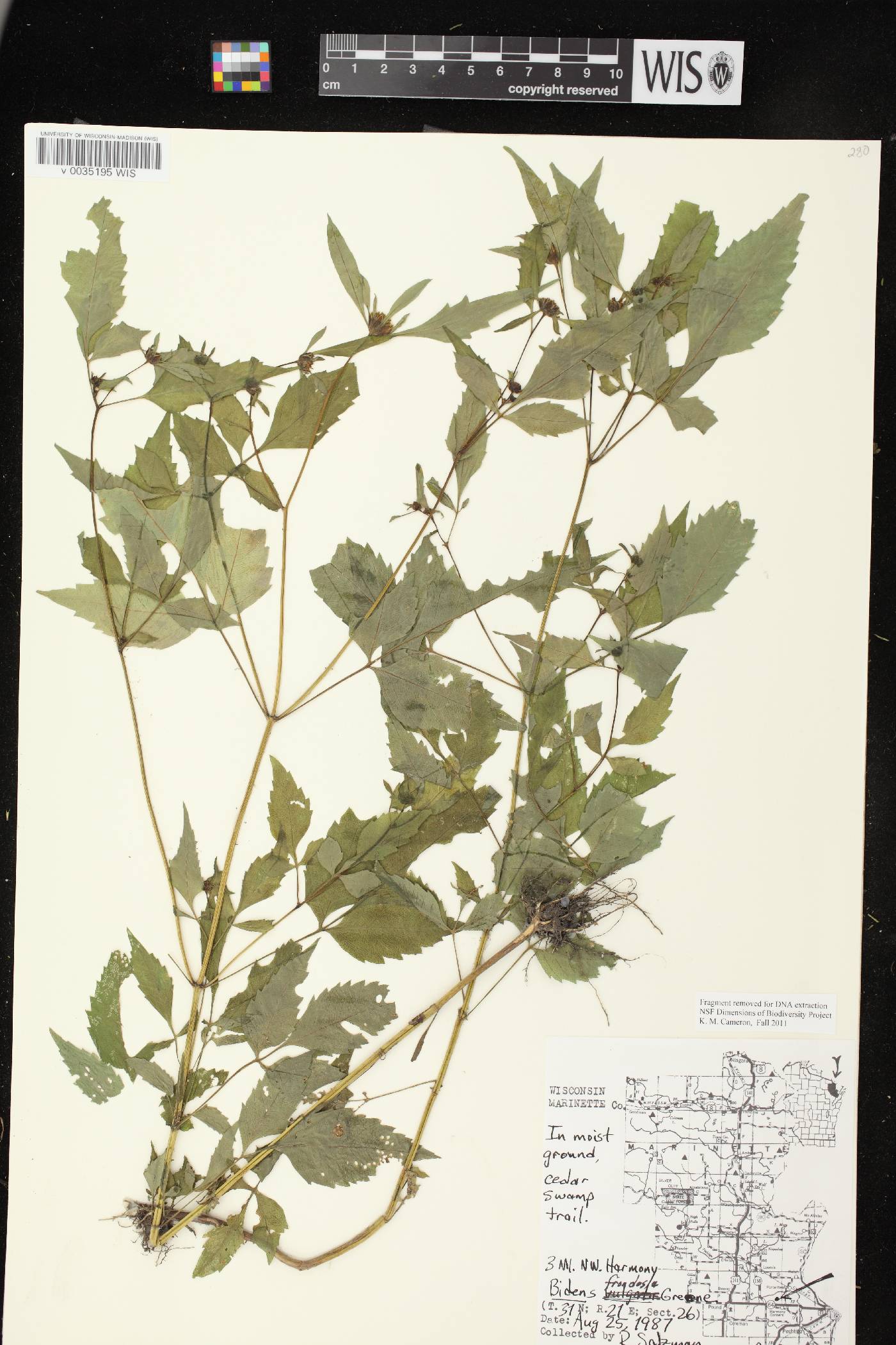 Bidens frondosa image