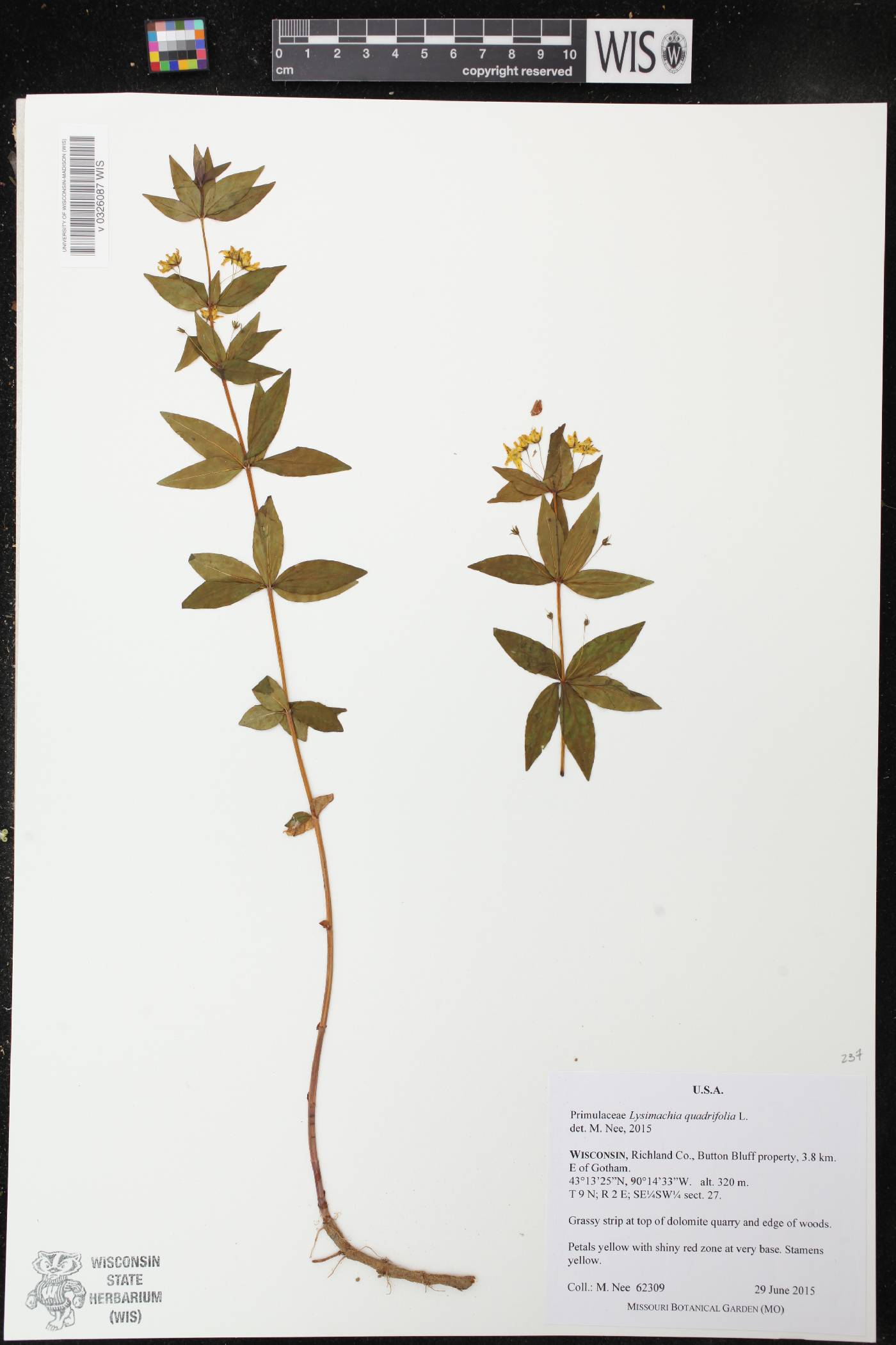 Lysimachia quadrifolia image