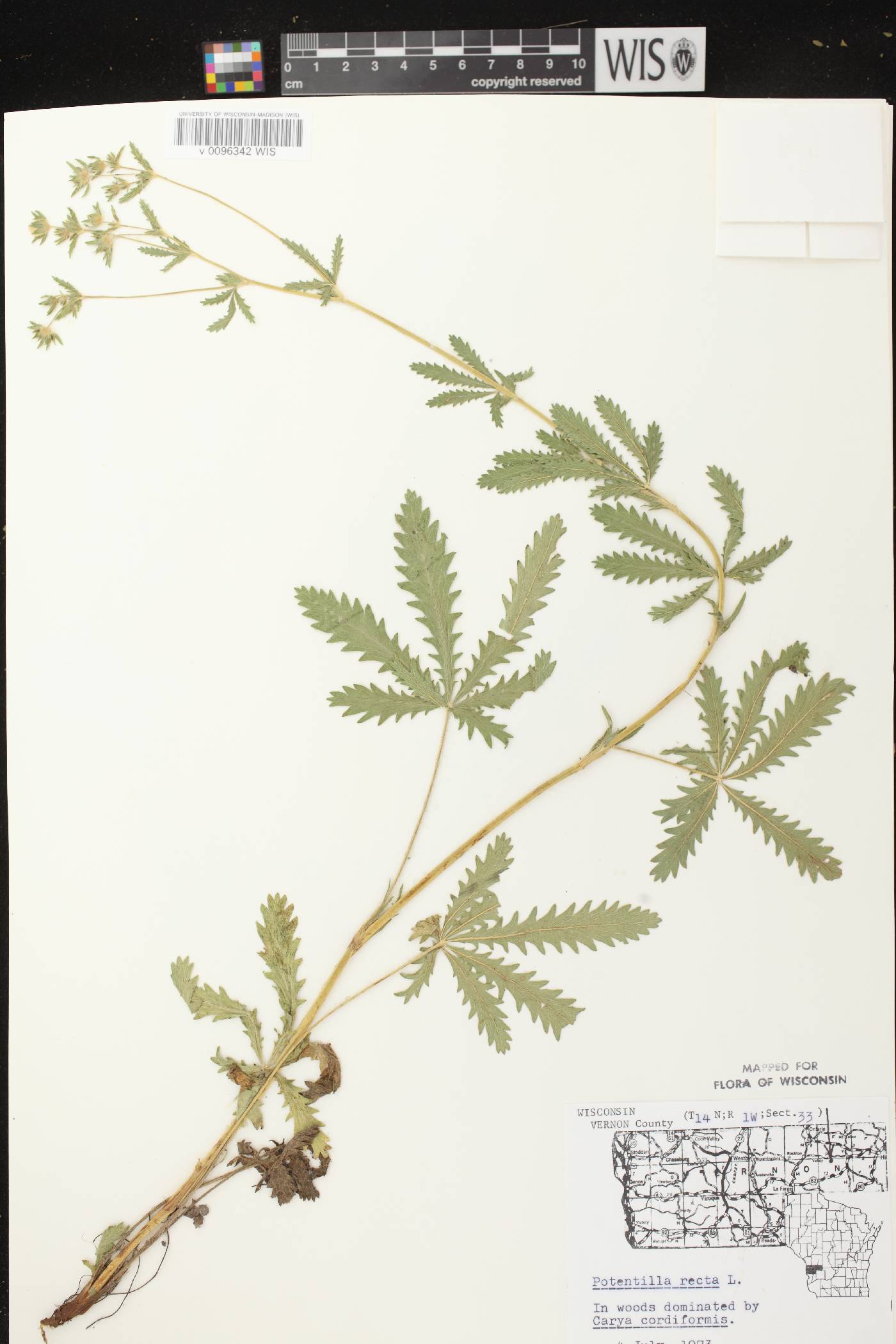 Potentilla recta image