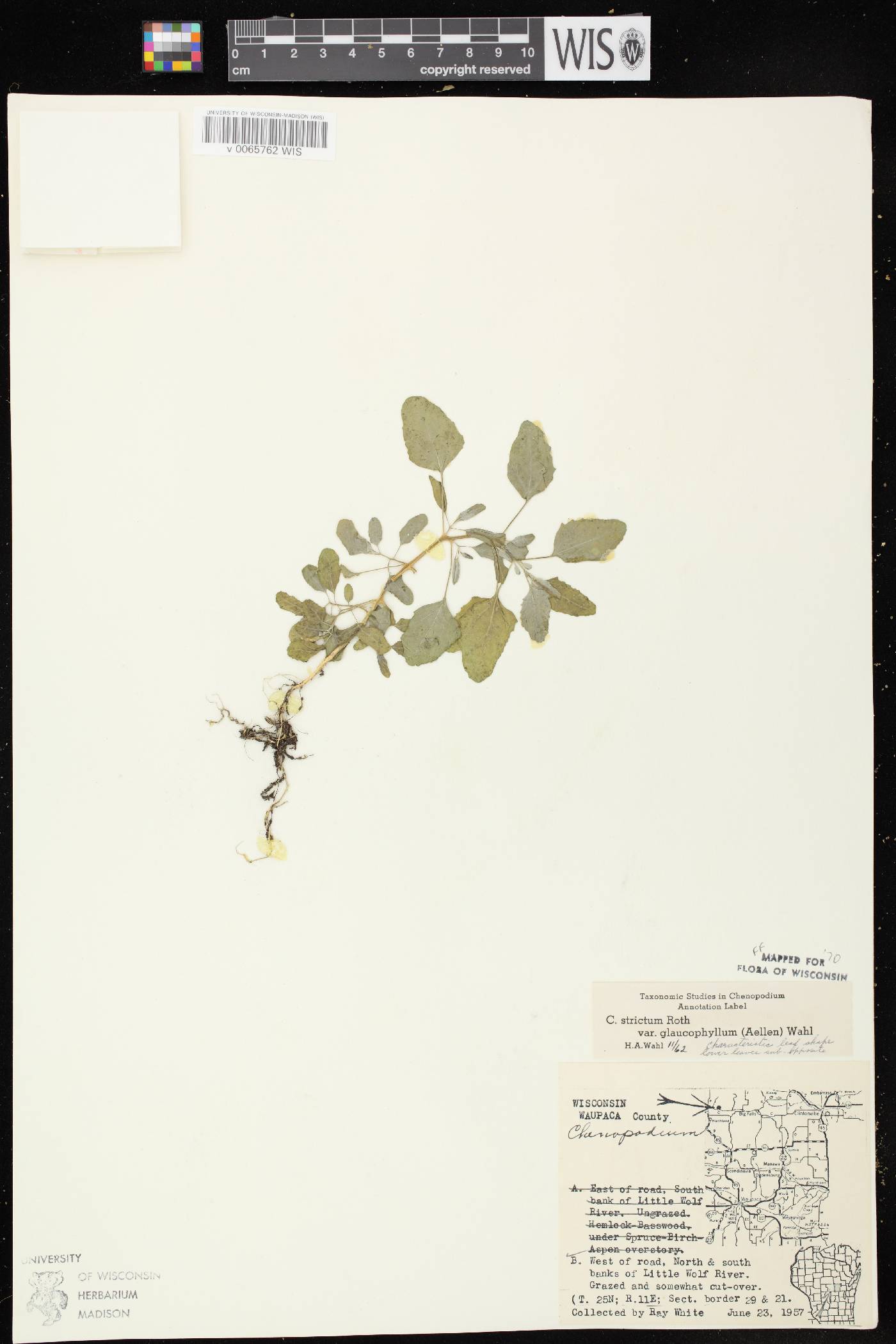 Chenopodium strictum image