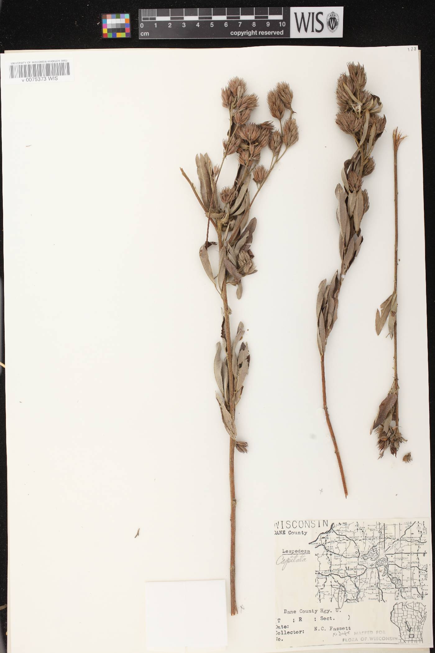Lespedeza capitata image