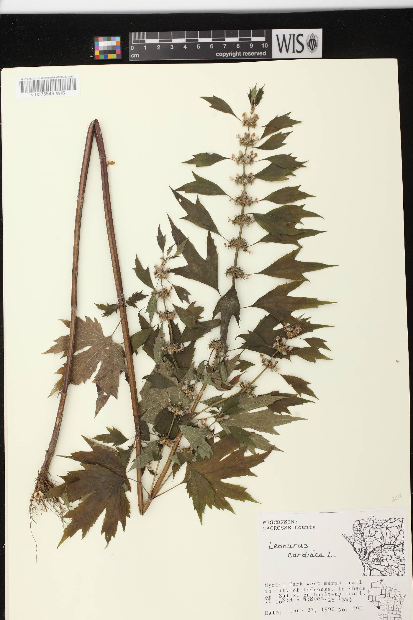 Leonurus cardiaca image