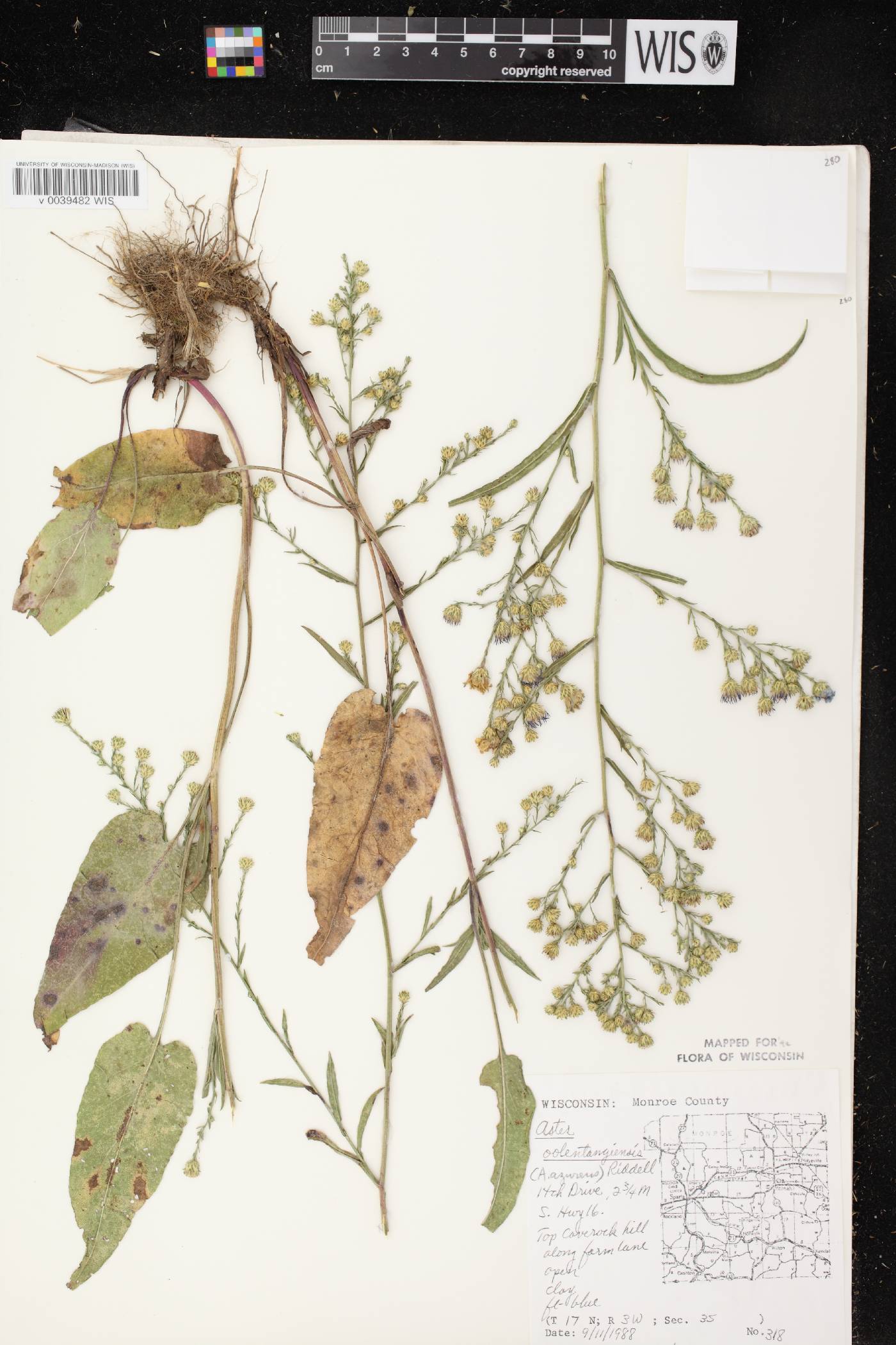 Symphyotrichum oolentangiense image