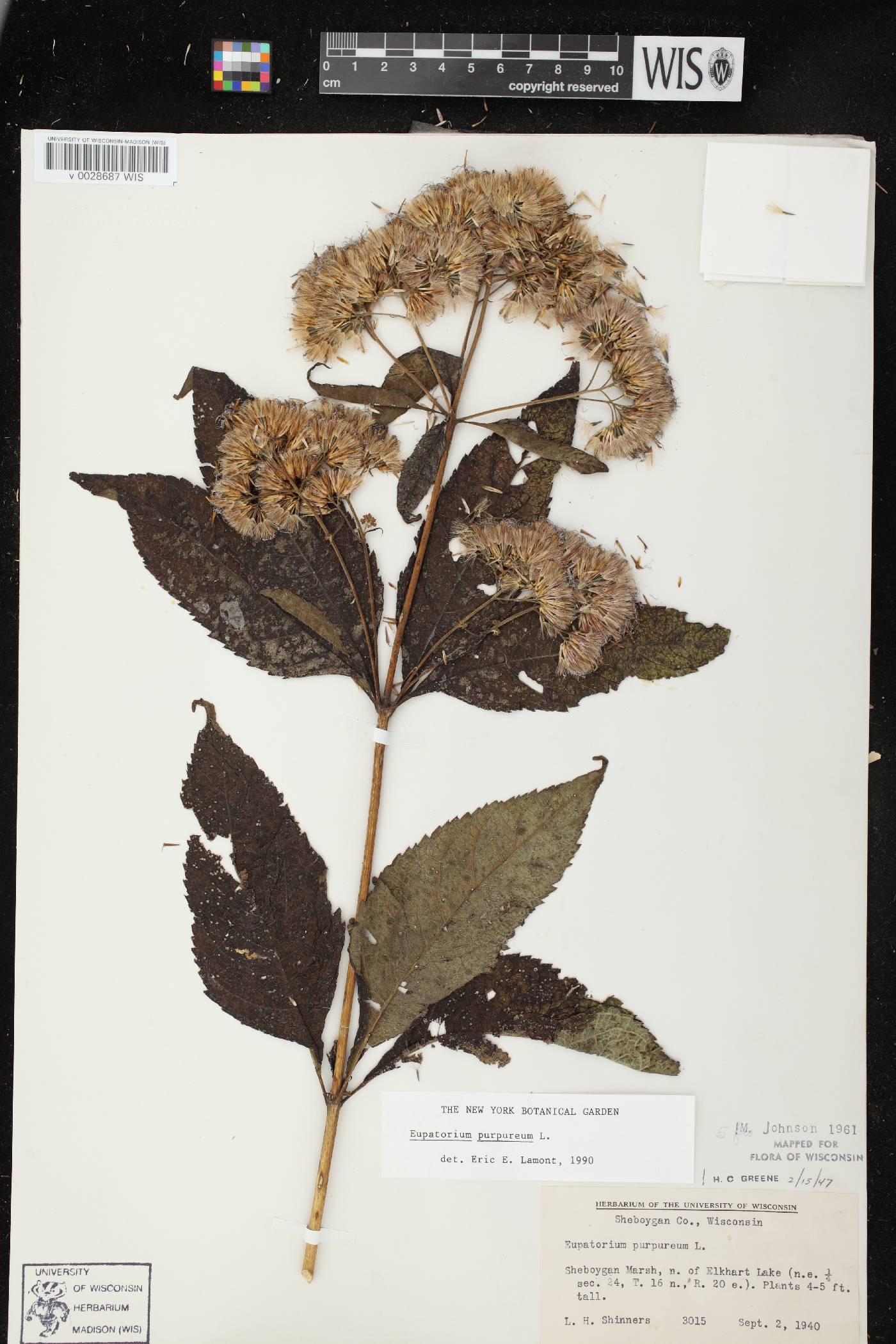 Eutrochium purpureum image
