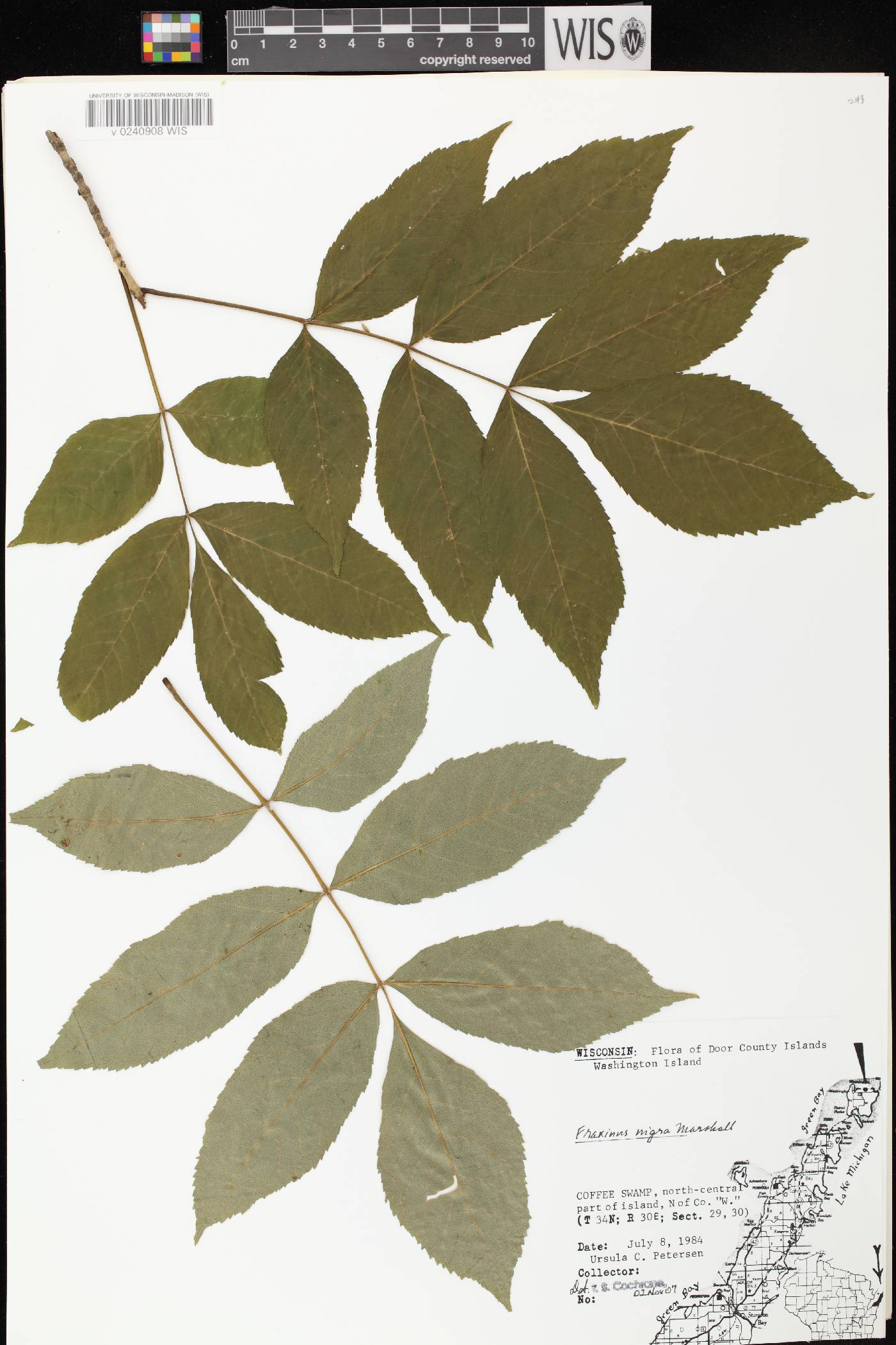 Fraxinus nigra image