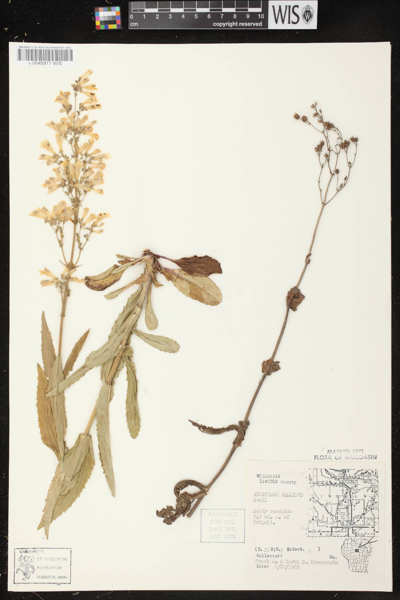 Penstemon pallidus image
