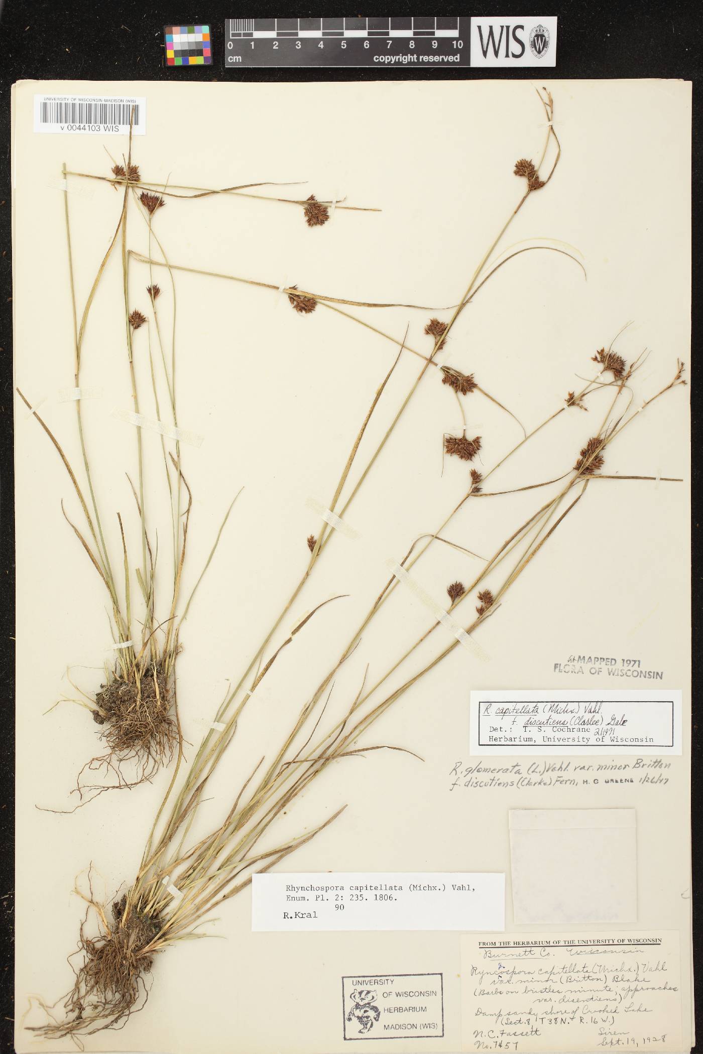 Rhynchospora capitellata image