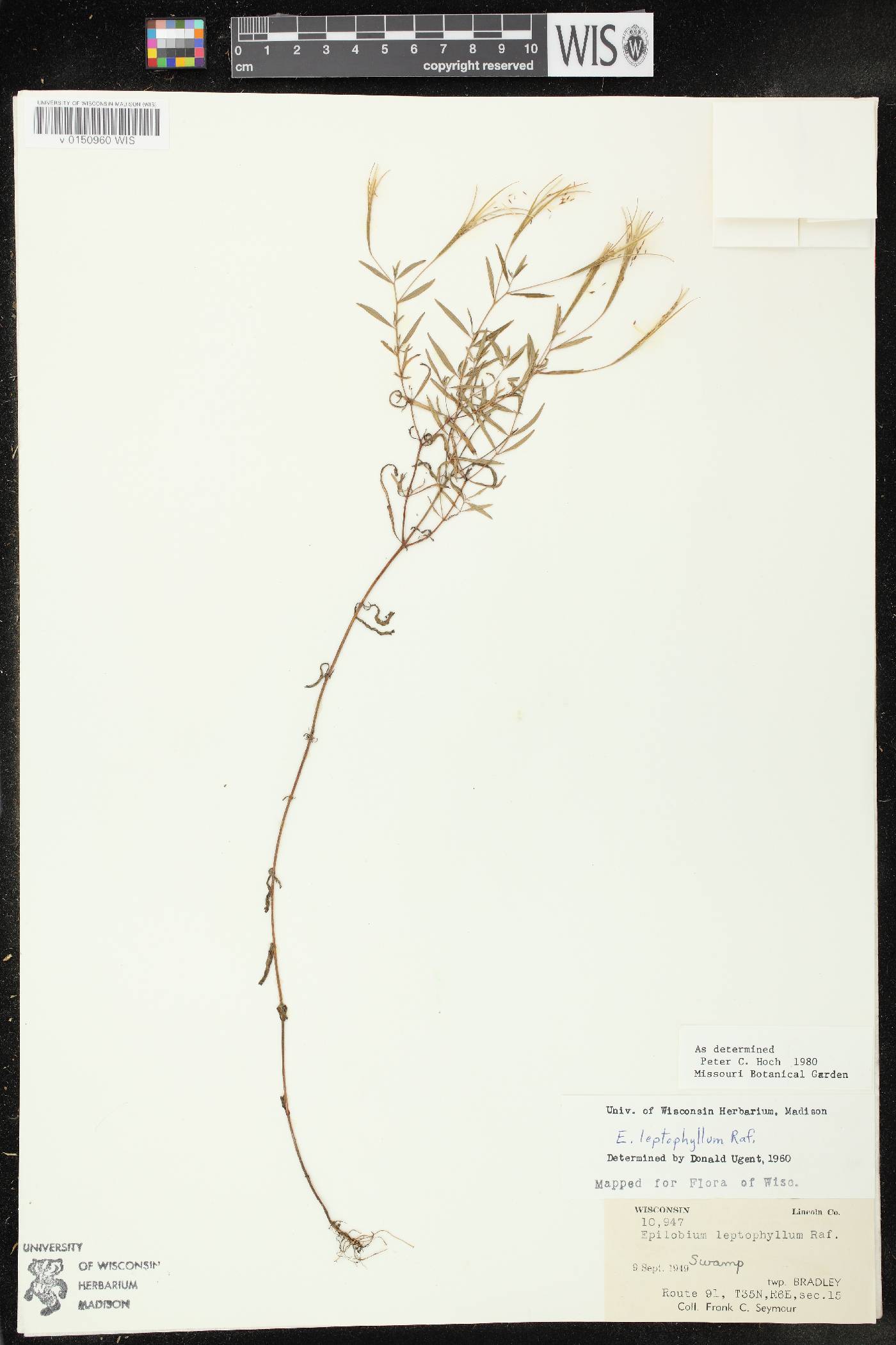 Epilobium leptophyllum image