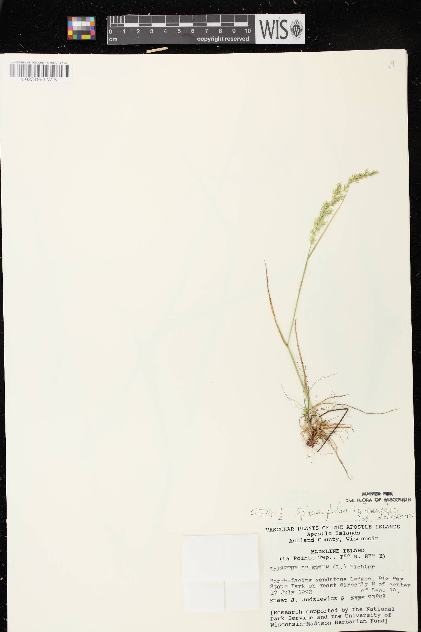 Sphenopholis intermedia image