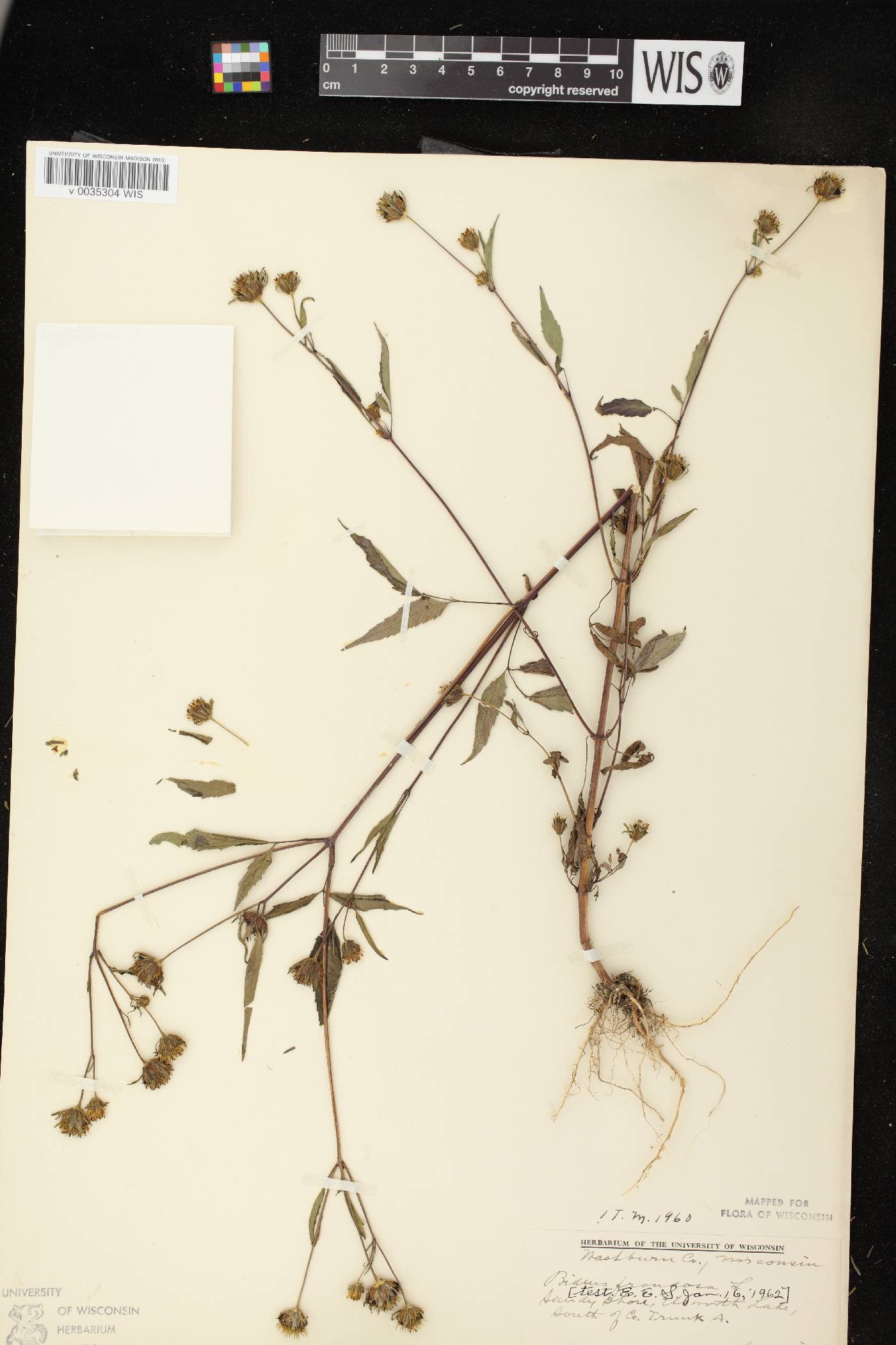 Bidens frondosa image