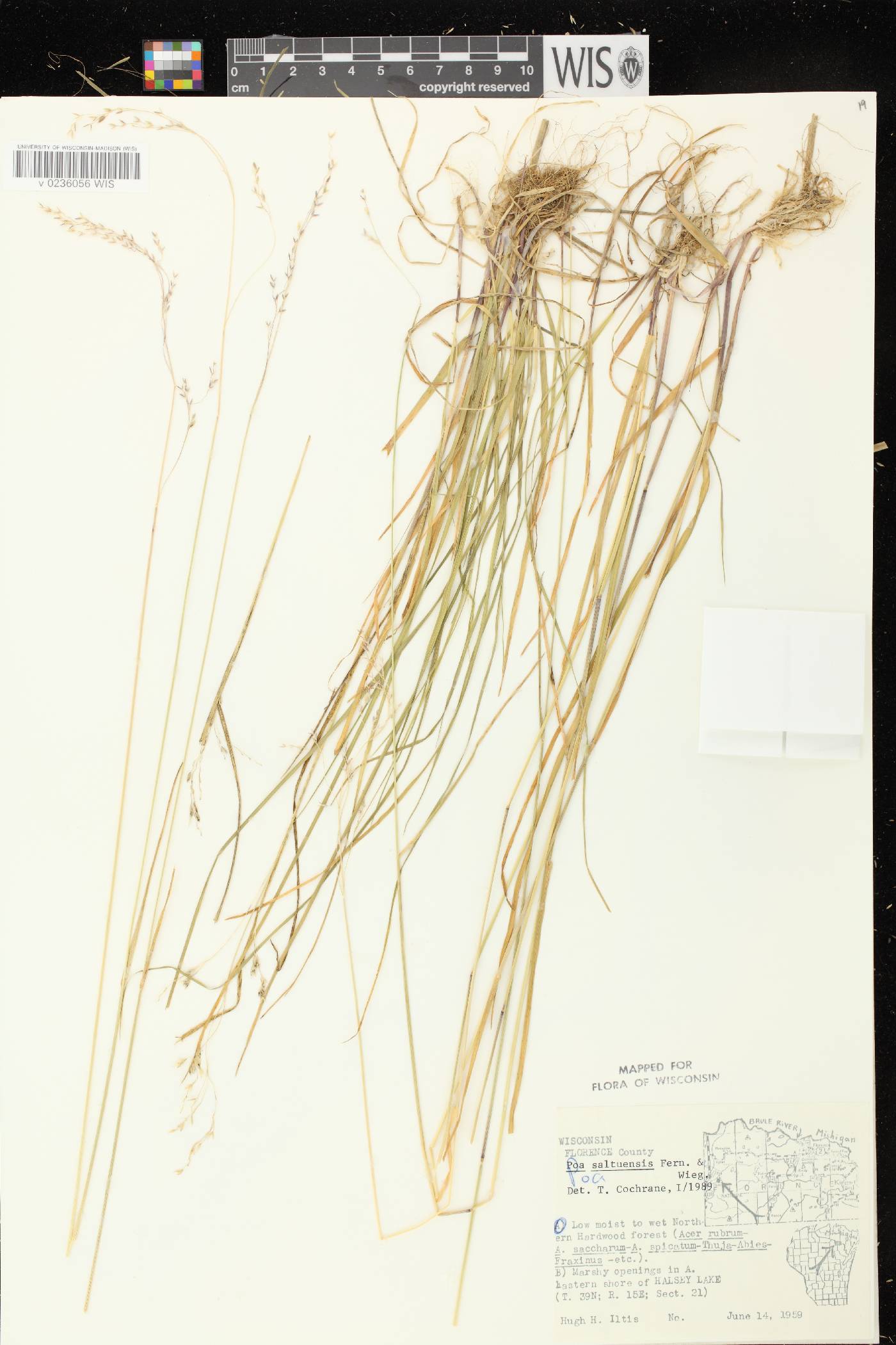 Poa saltuensis image