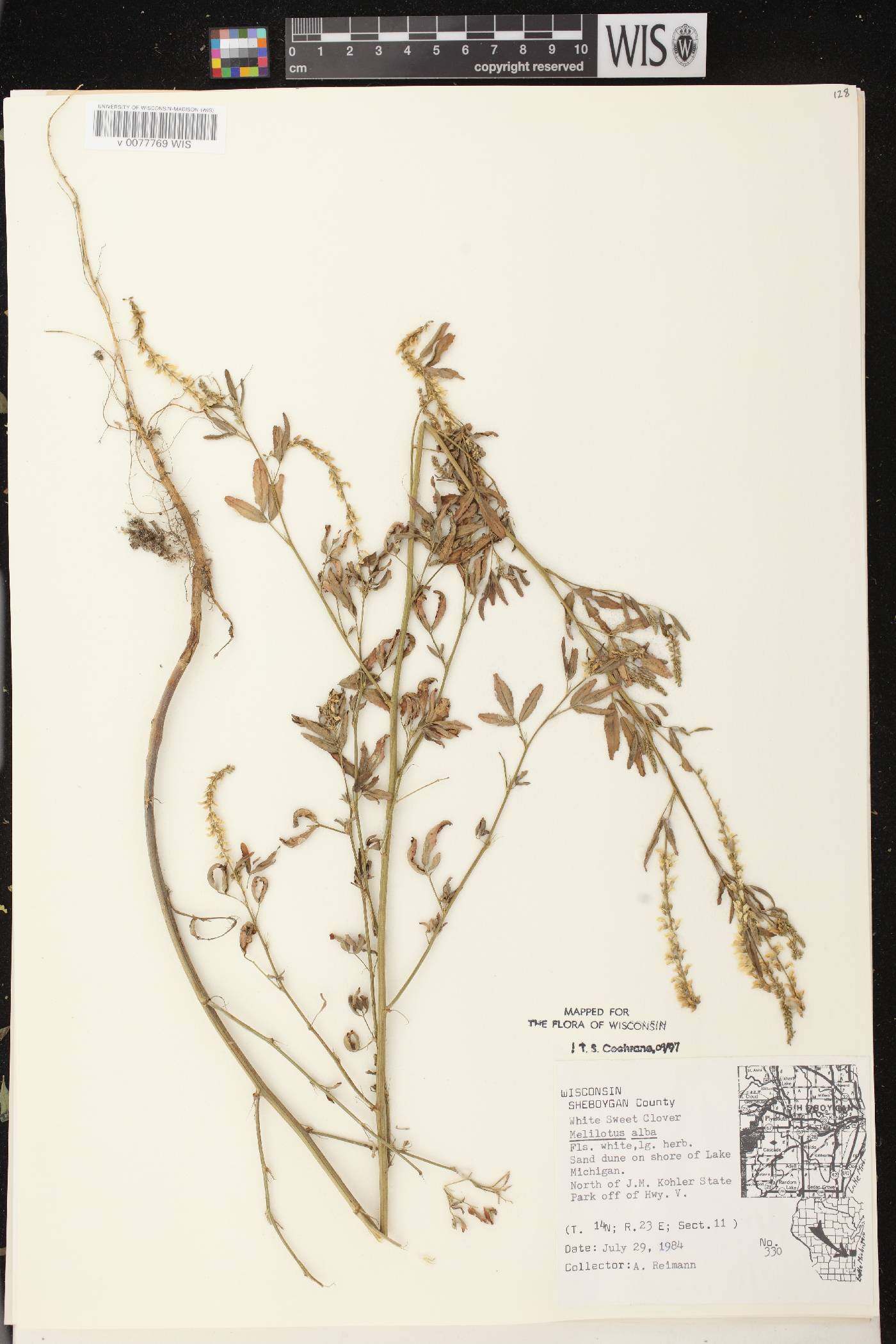 Melilotus albus image