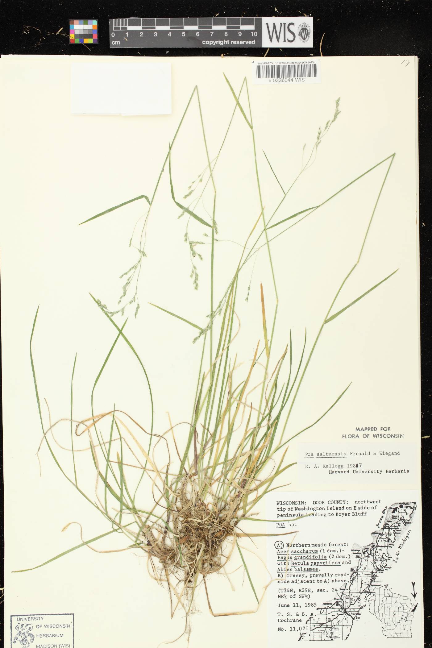 Poa saltuensis image