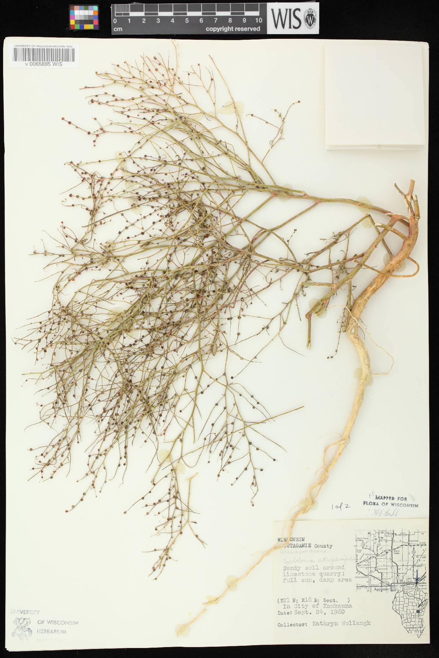 Cycloloma atriplicifolium image