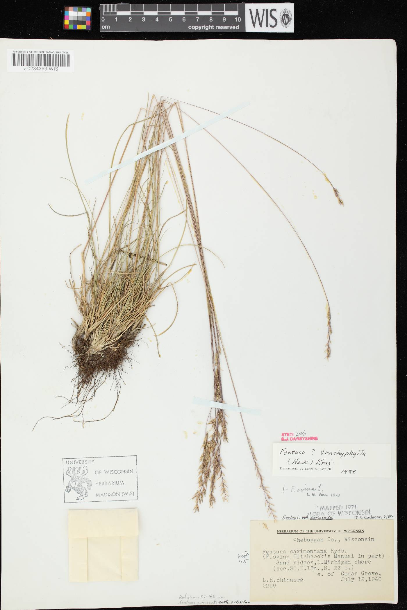 Festuca trachyphylla image