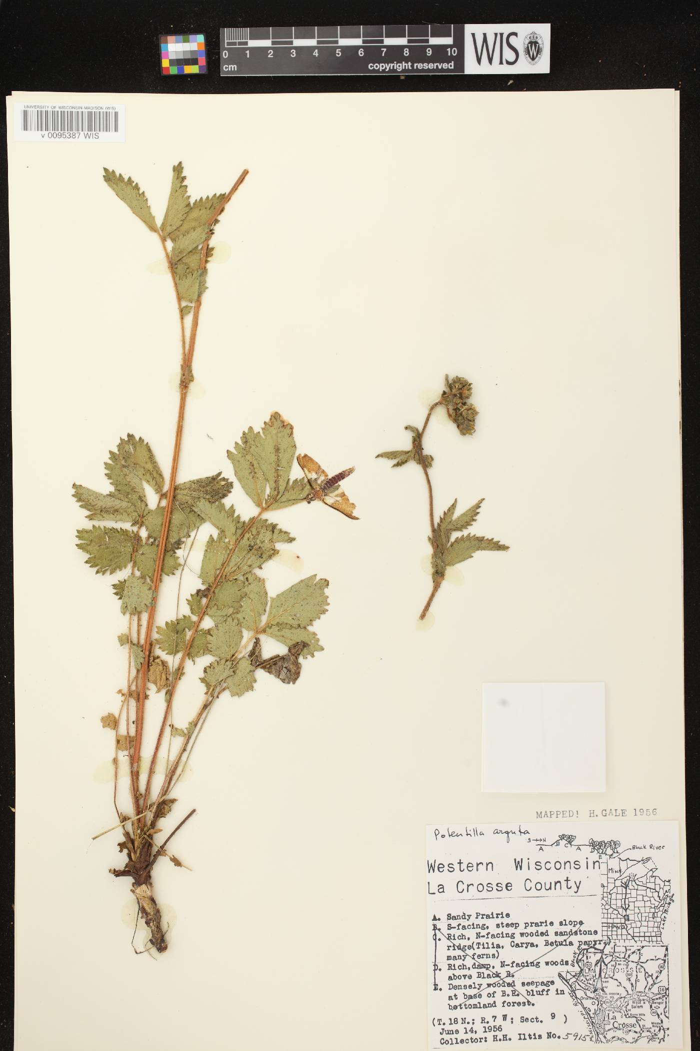 Drymocallis arguta image