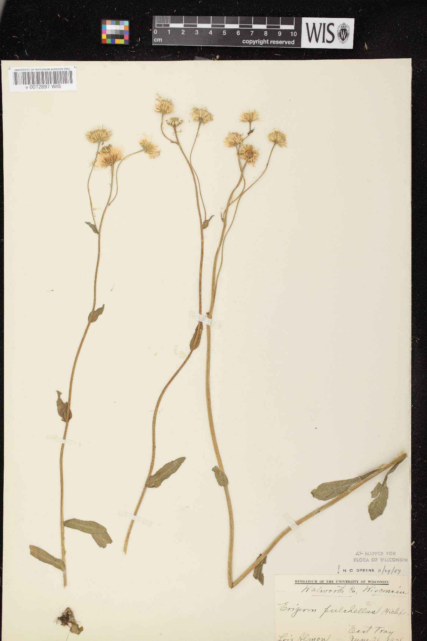 Erigeron pulchellus image