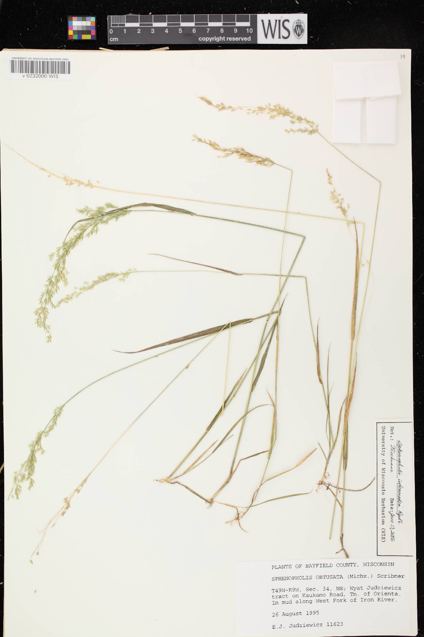 Sphenopholis intermedia image