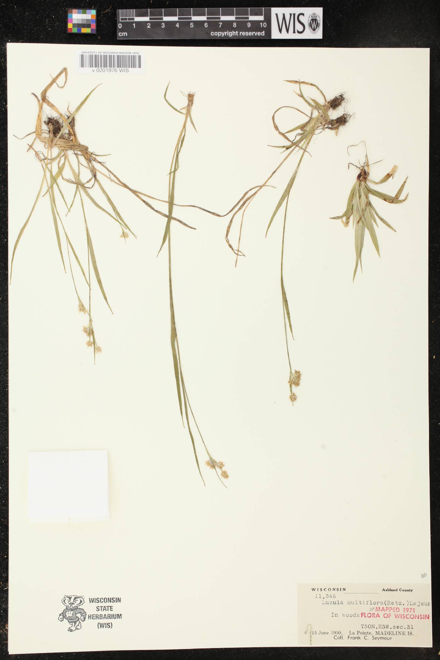 Luzula multiflora image