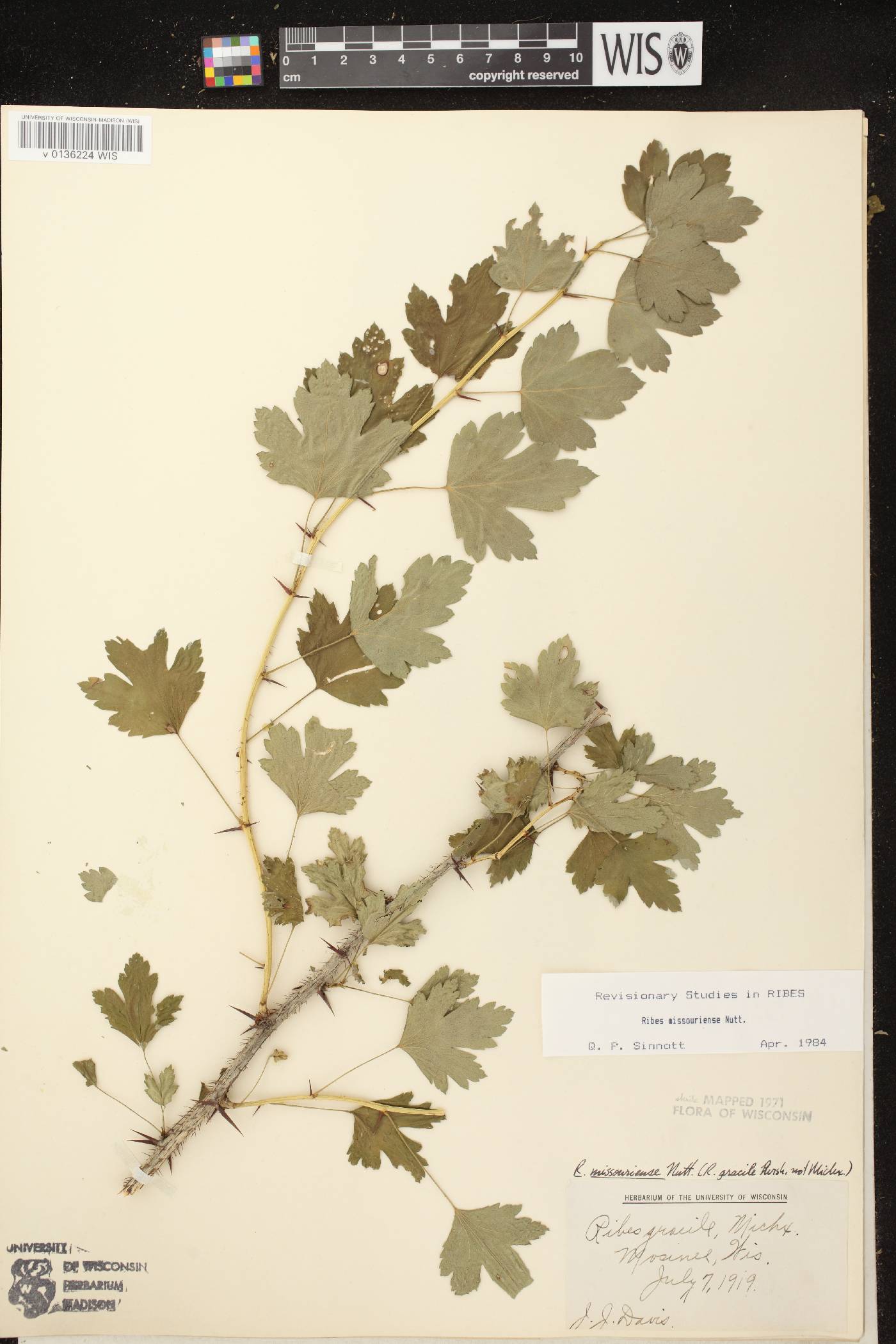 Ribes missouriense image