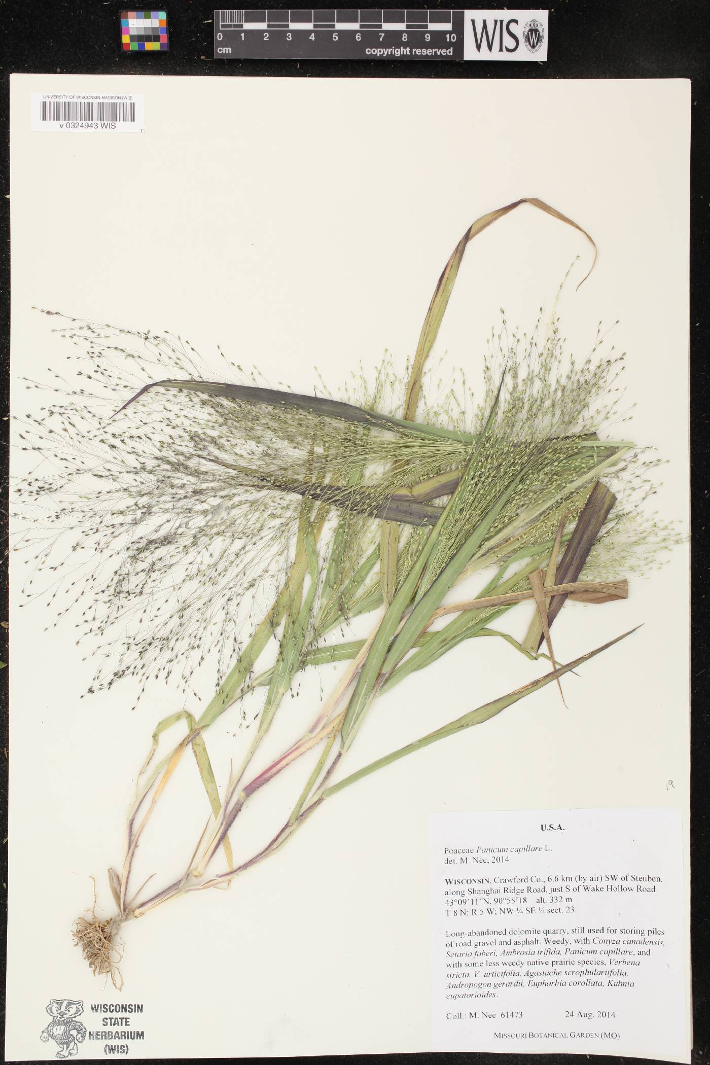Panicum capillare image
