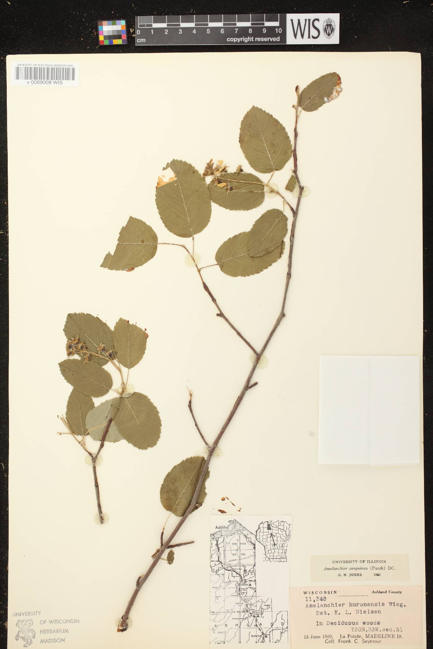 Amelanchier sanguinea image