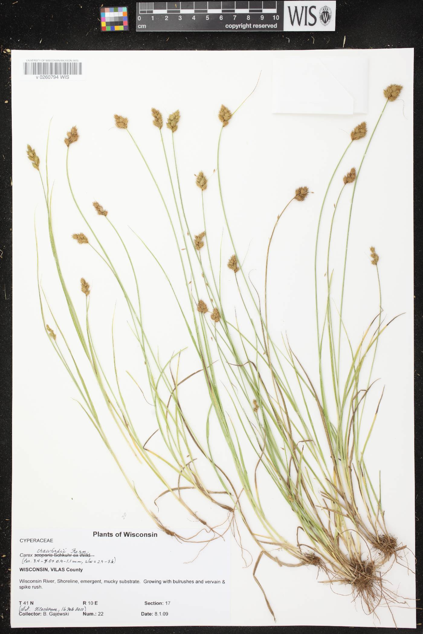 Carex crawfordii image