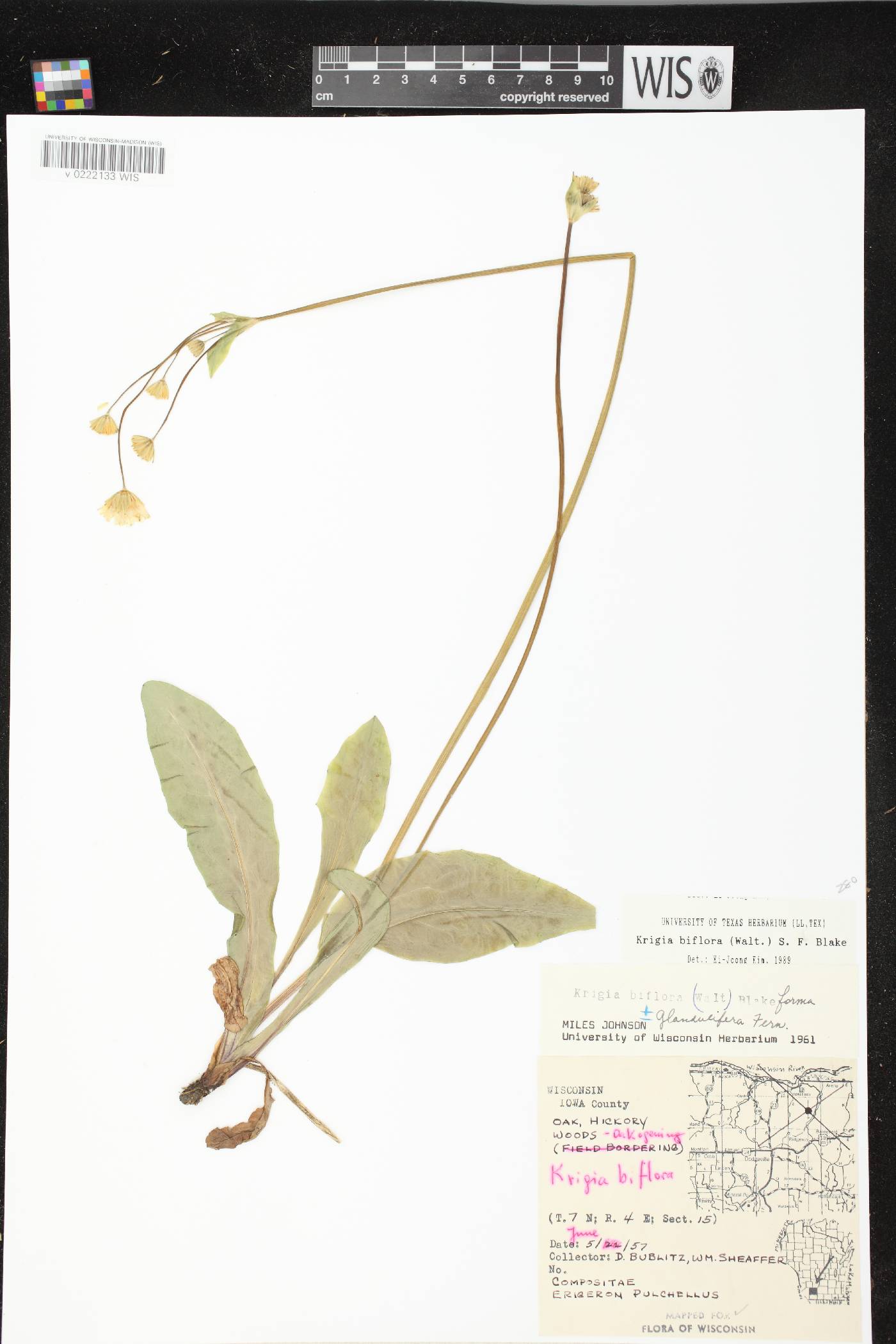 Krigia biflora image