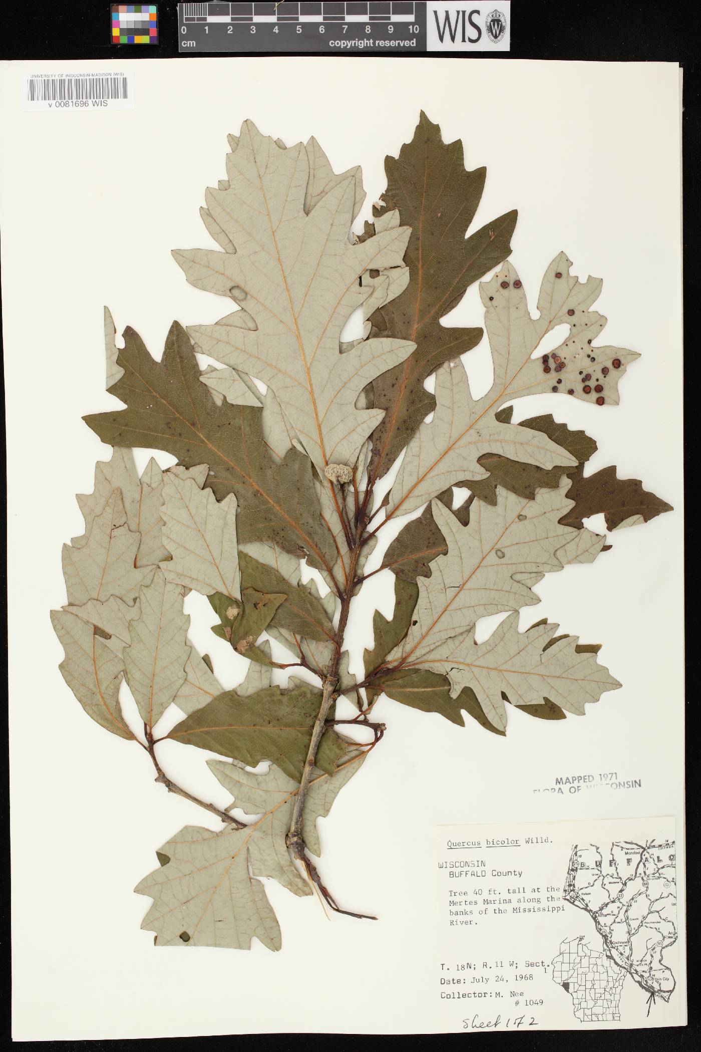Quercus bicolor image