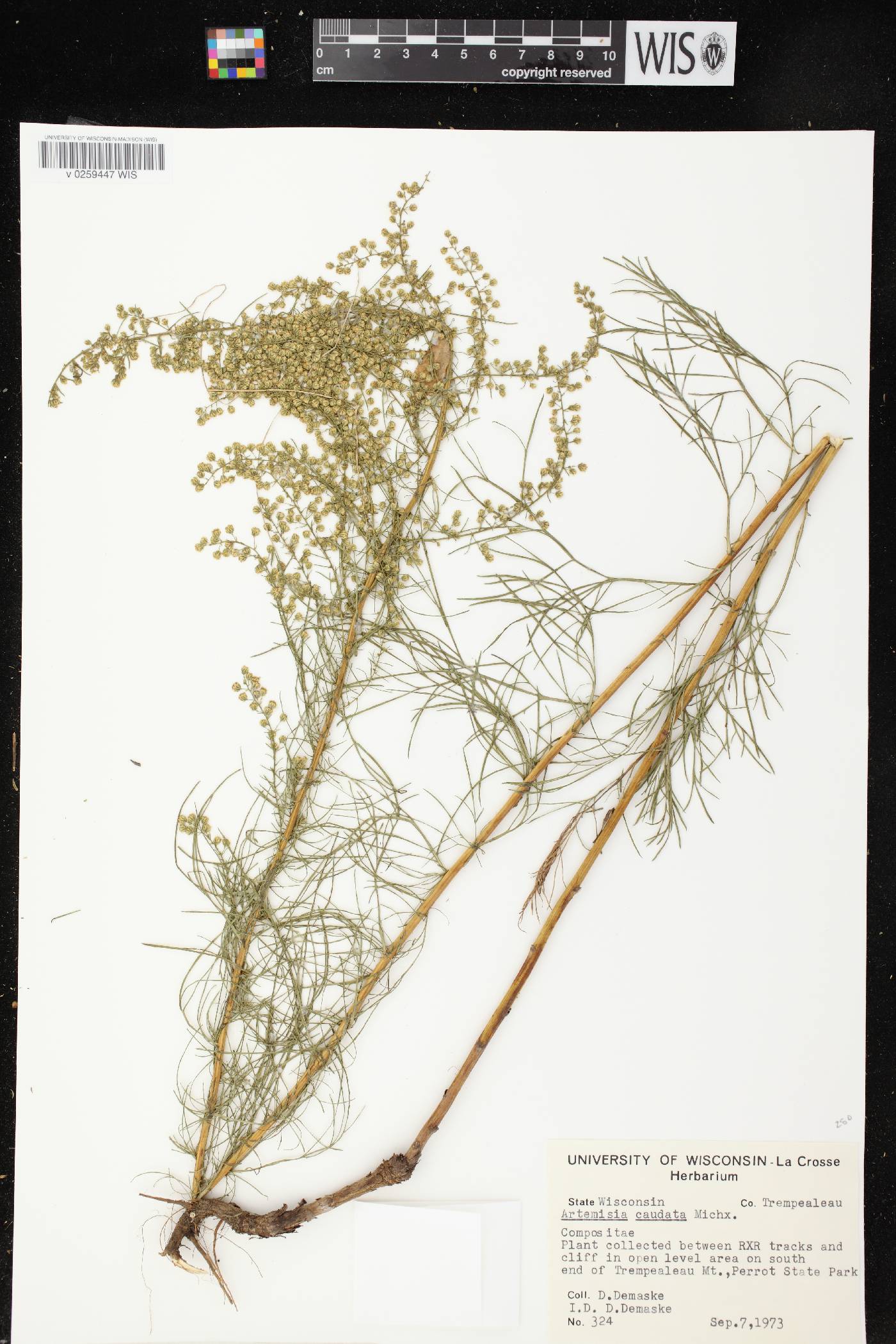 Artemisia campestris image
