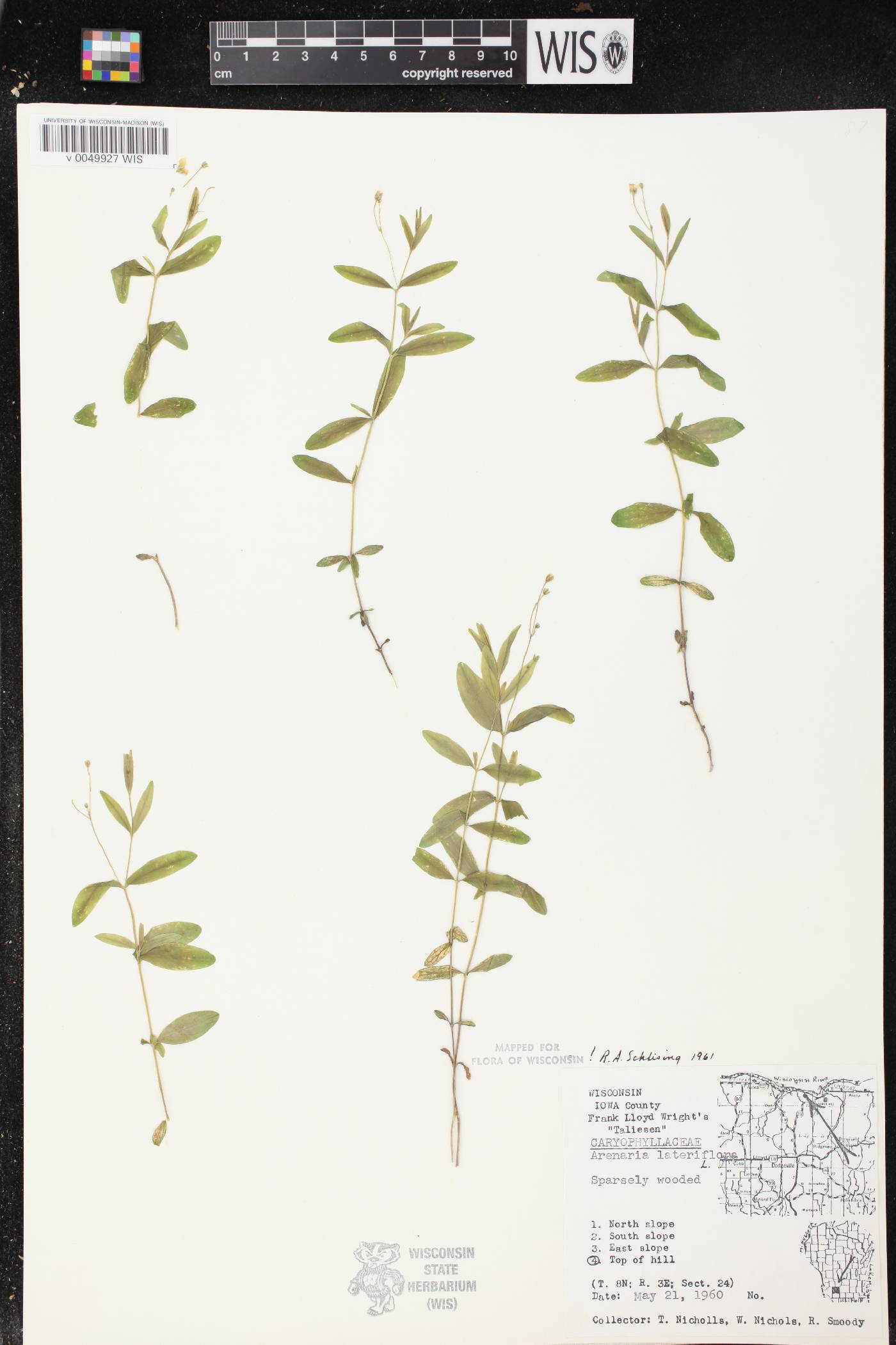 Moehringia lateriflora image