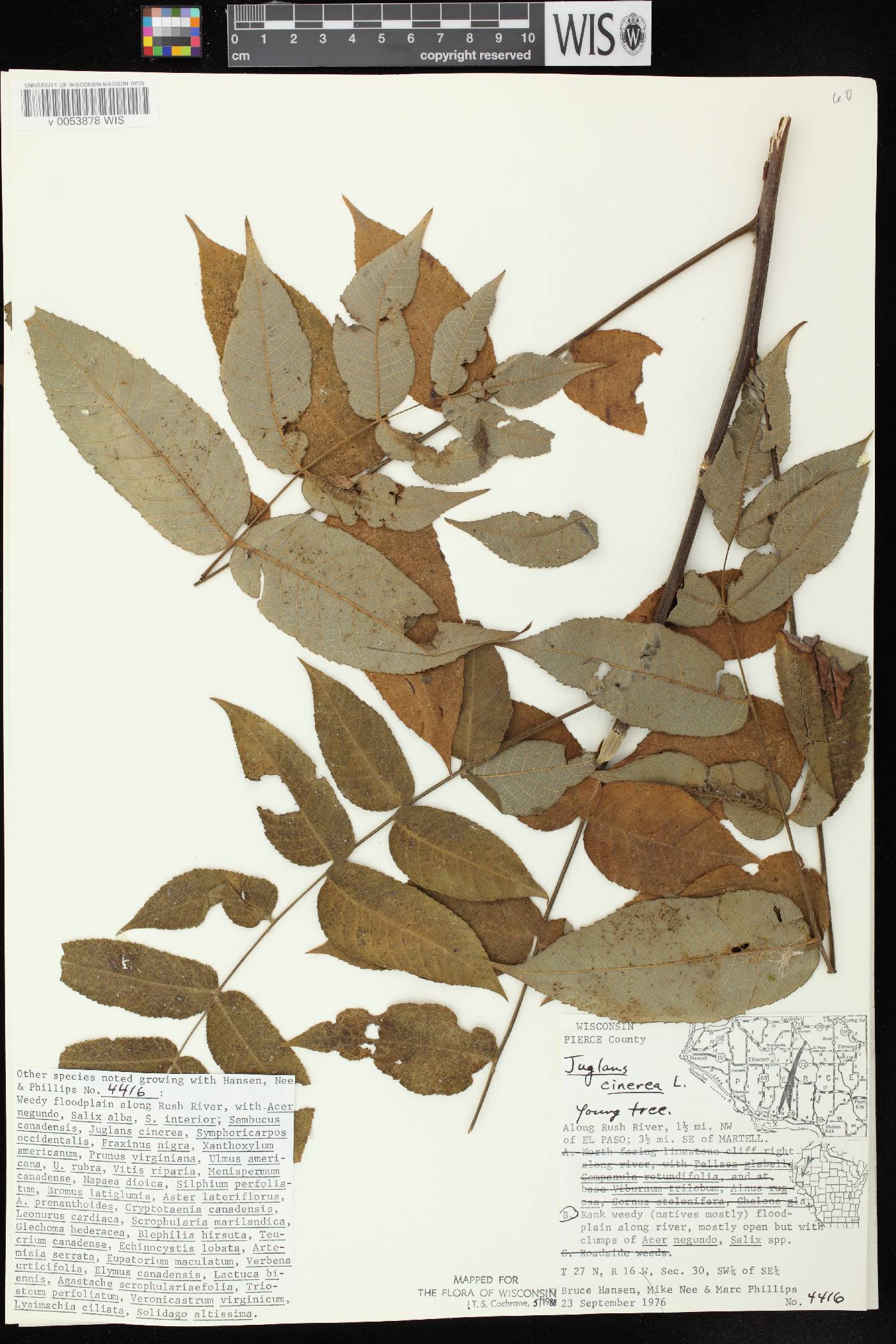 Juglans cinerea image